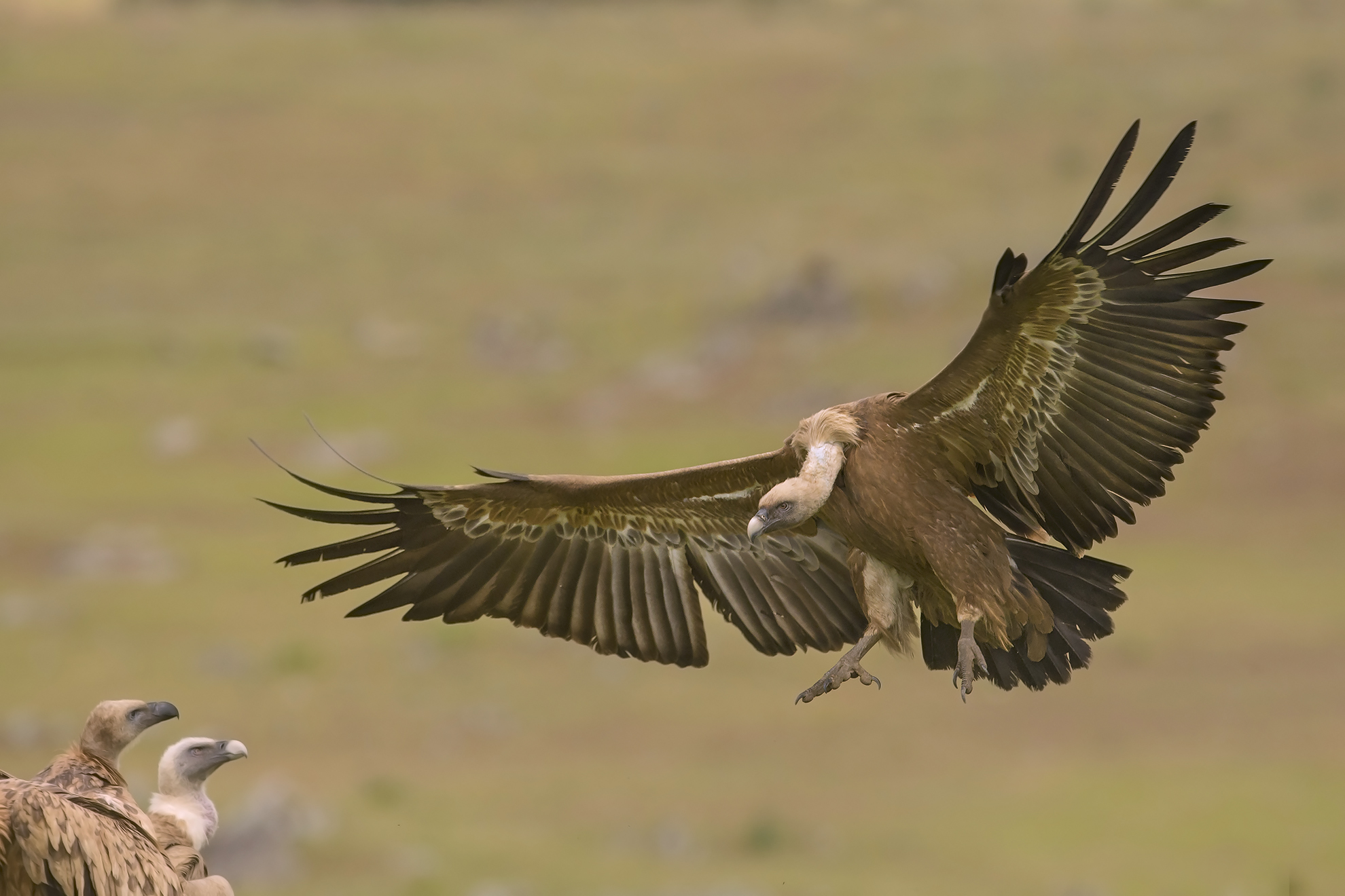 grifone  (estremadura)