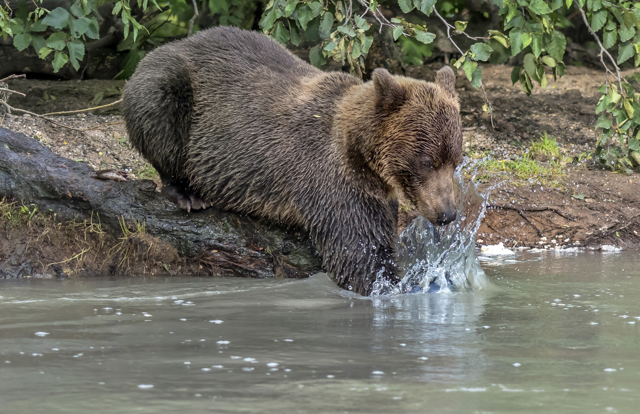 Kamchatka 2016 - Splash.... ti prendo