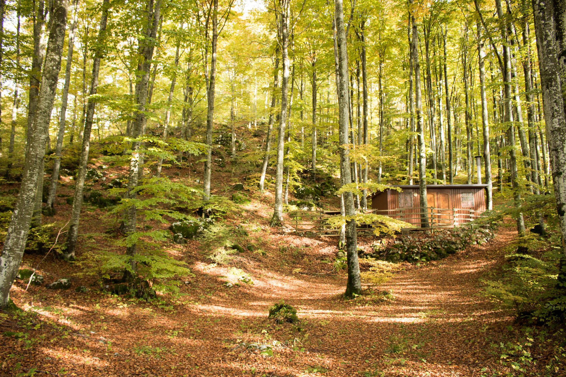 The cabin in the woods