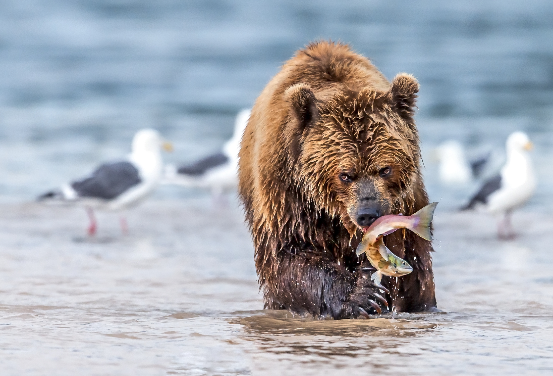 Kamchatka 2016 - Preso...