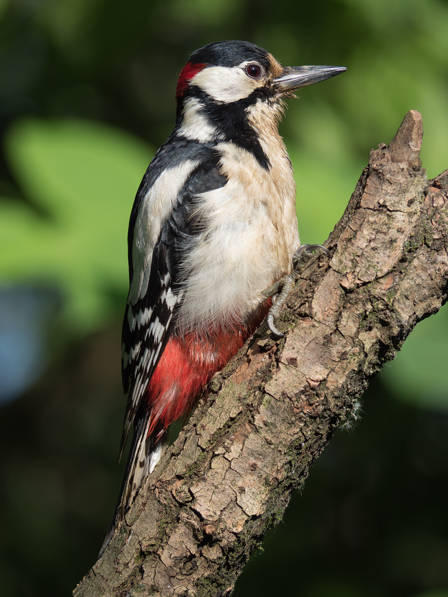 Spotted Woodpecker (Male)