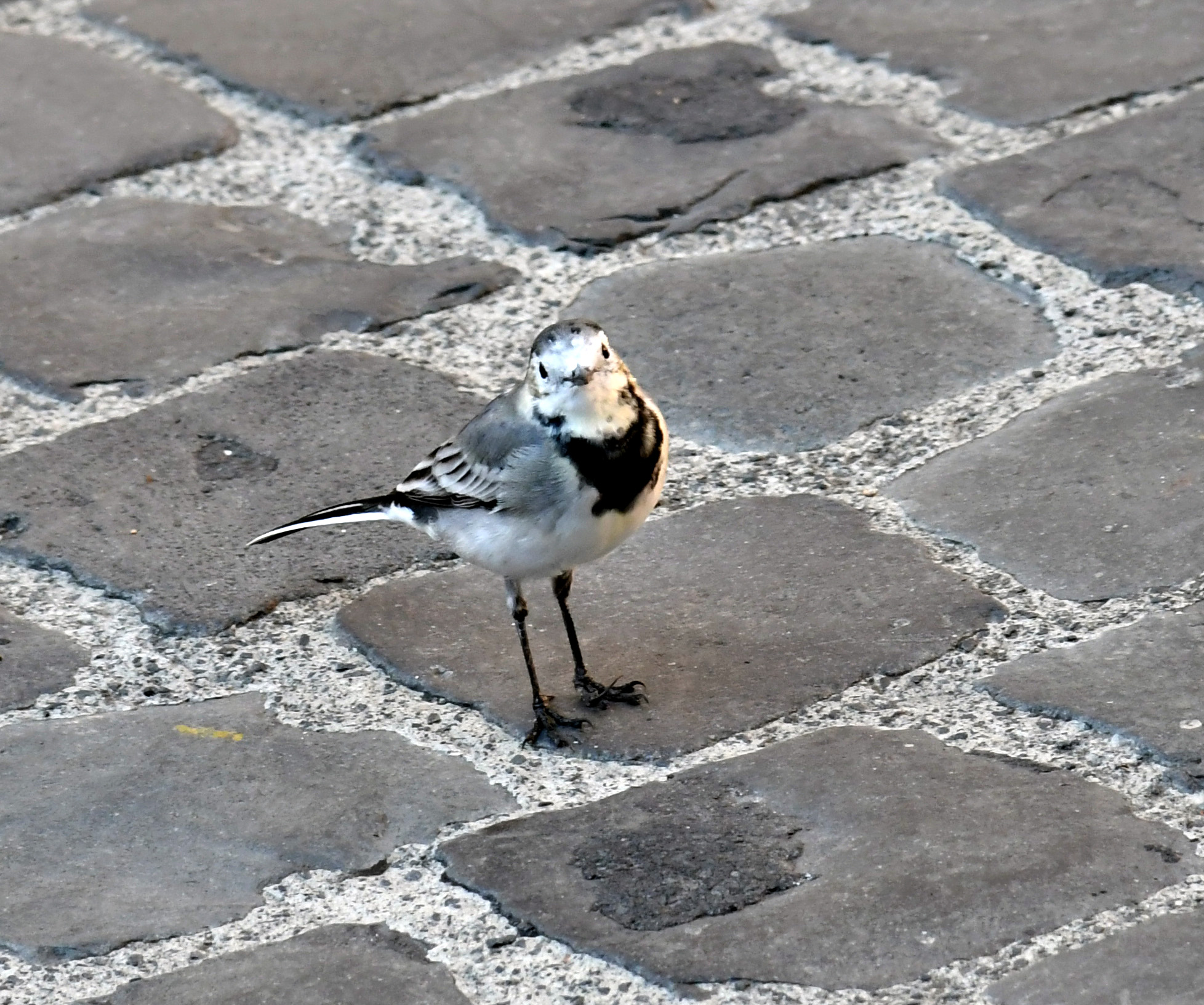 fauna urbana