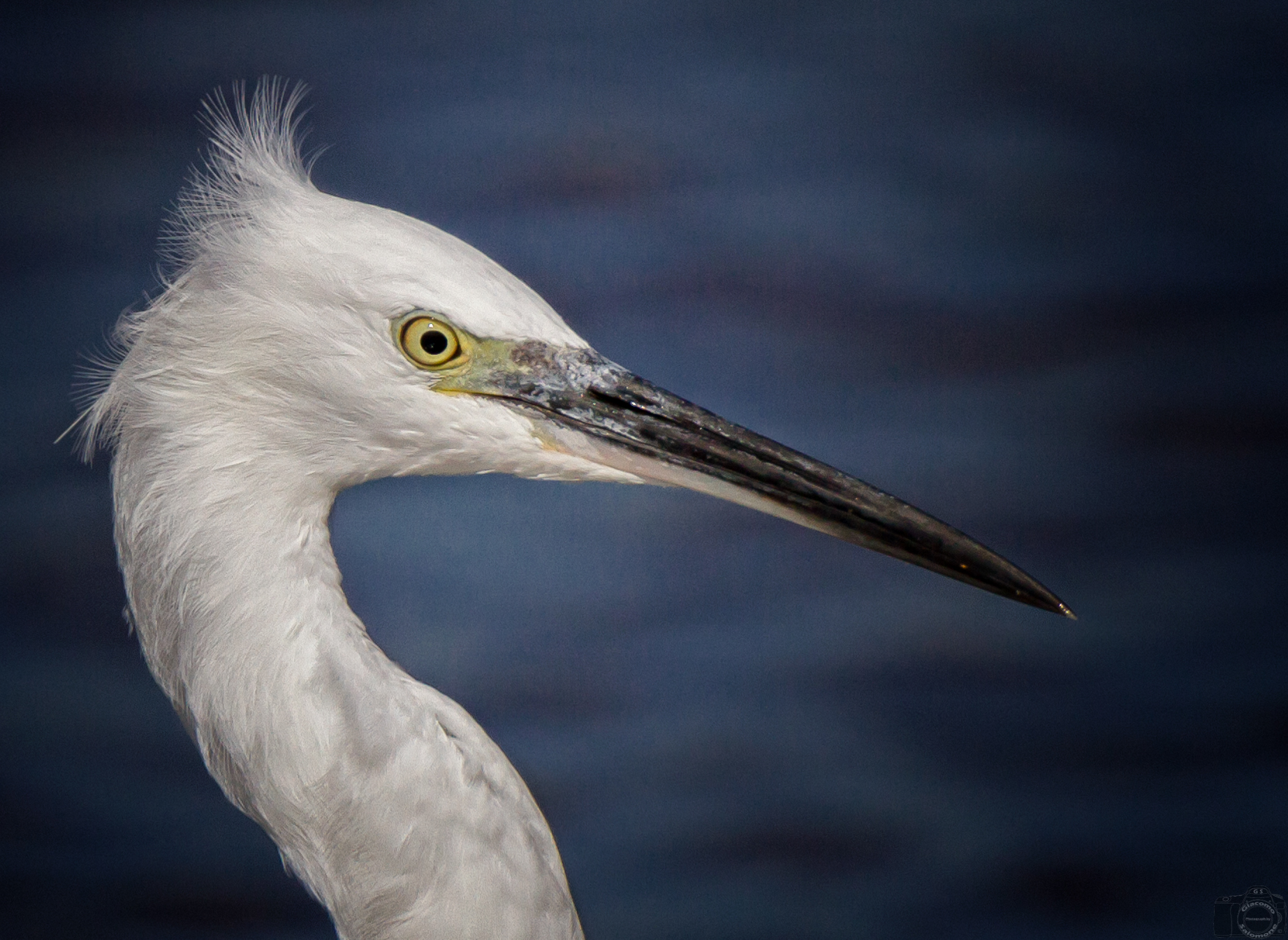 Egret in the wind.