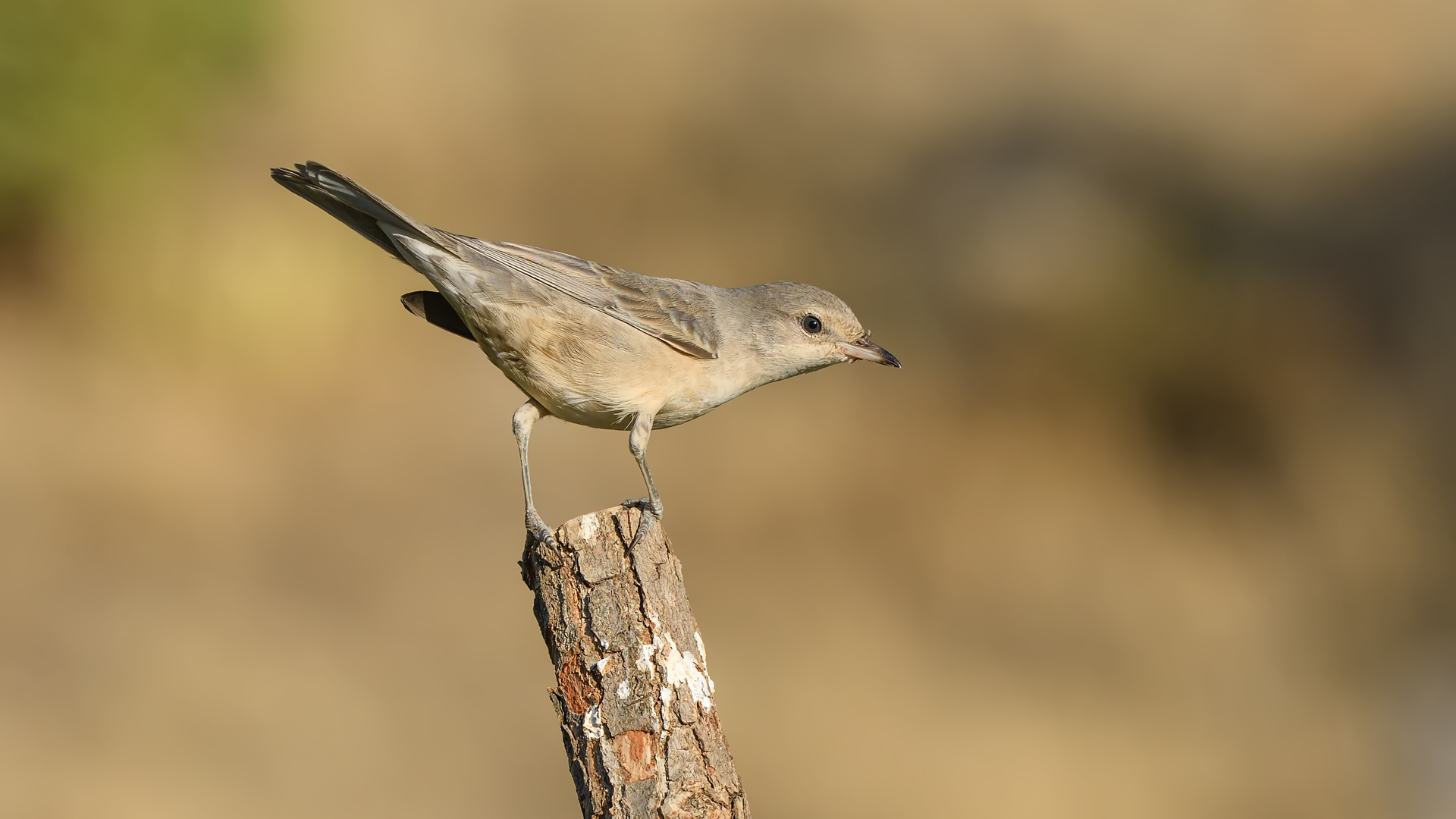 Barred Warbler / Sylvia nisoria