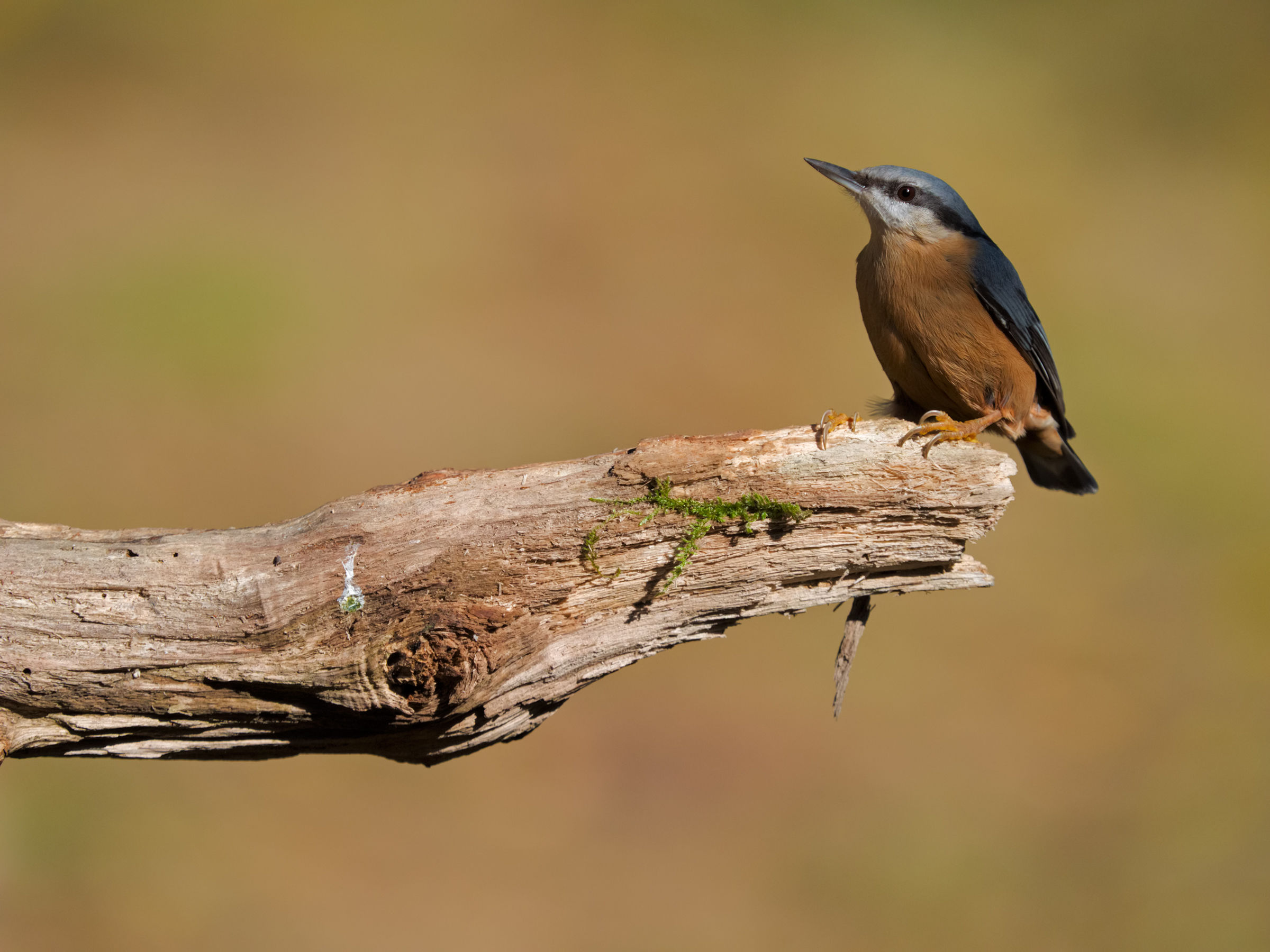 nuthatch