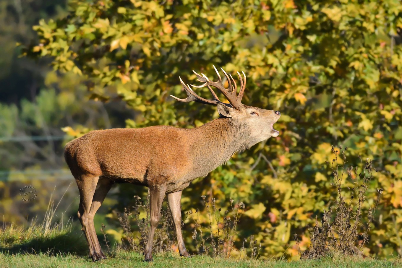 Red Deer (Cervus elaphus)
