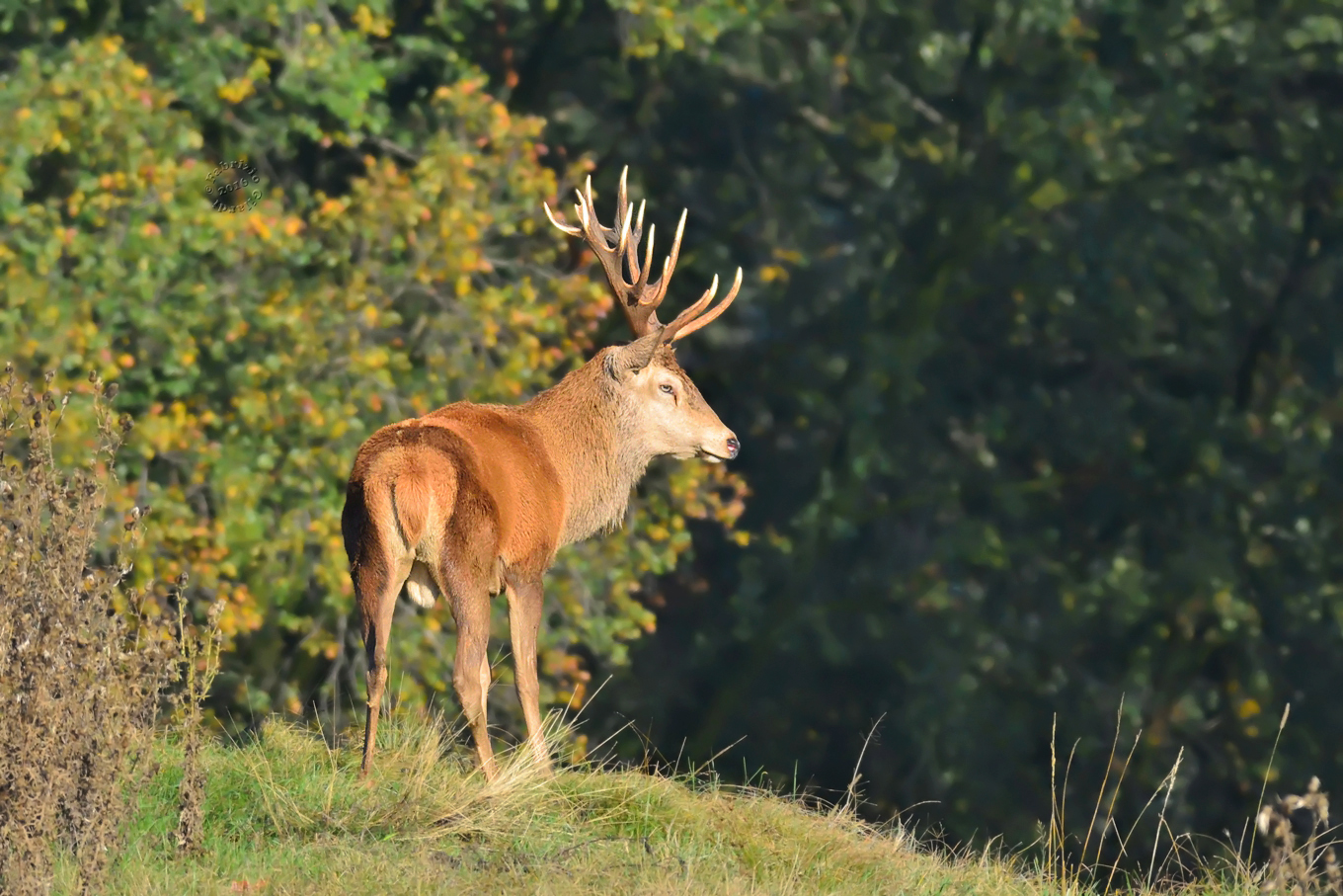 Red Deer (Cervus elaphus)