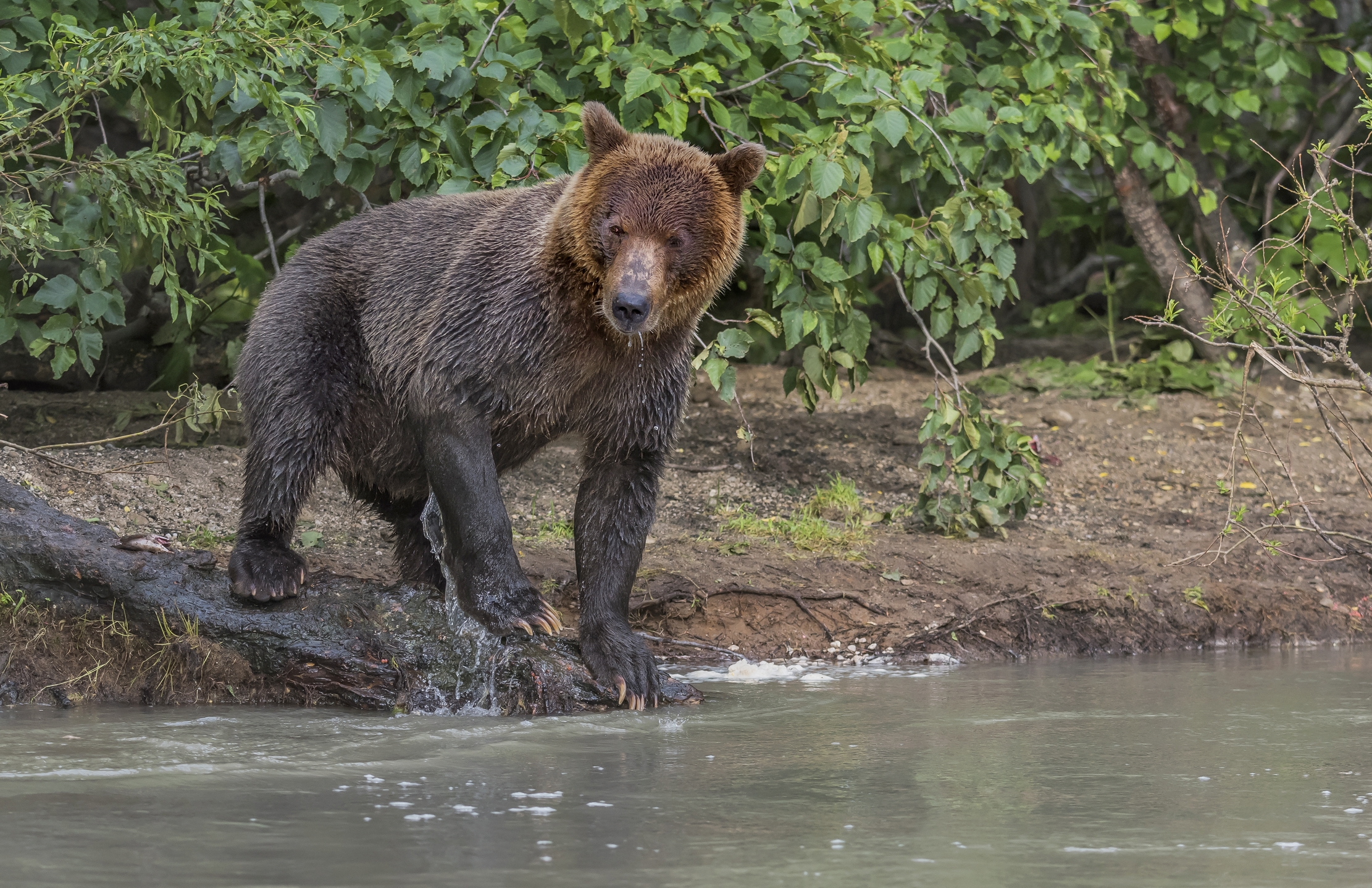 Kamchatka 2016 - Di vedetta