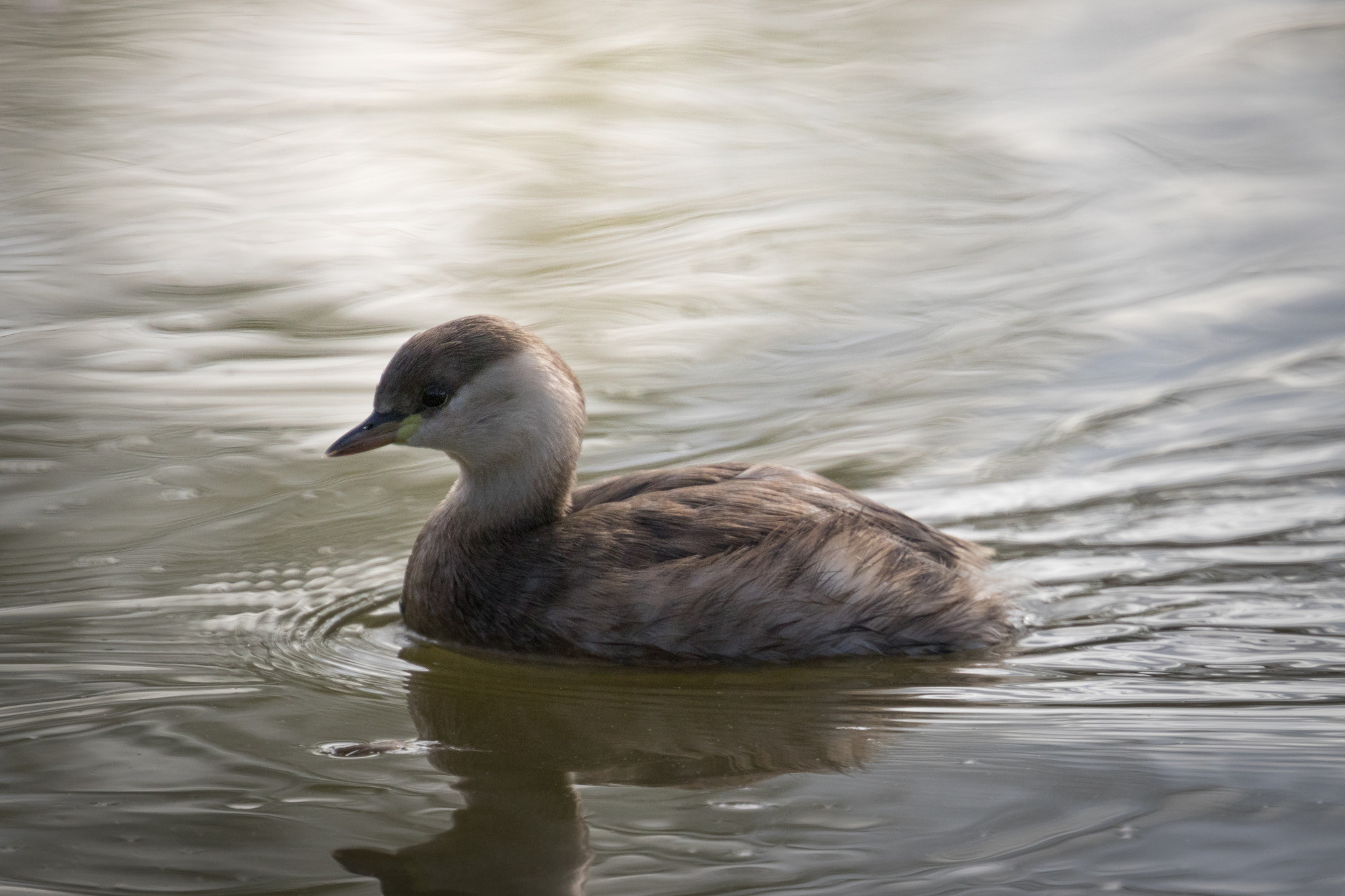 Little grebe