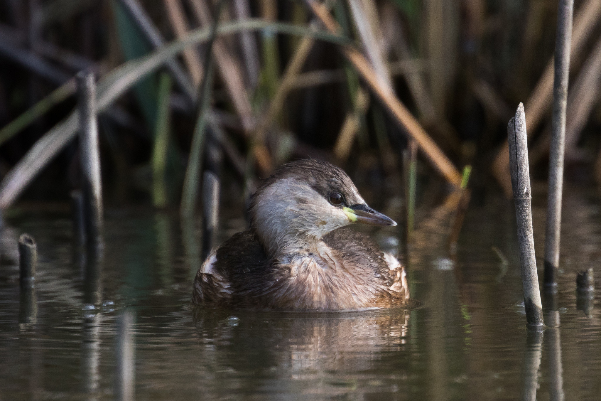 Little grebe