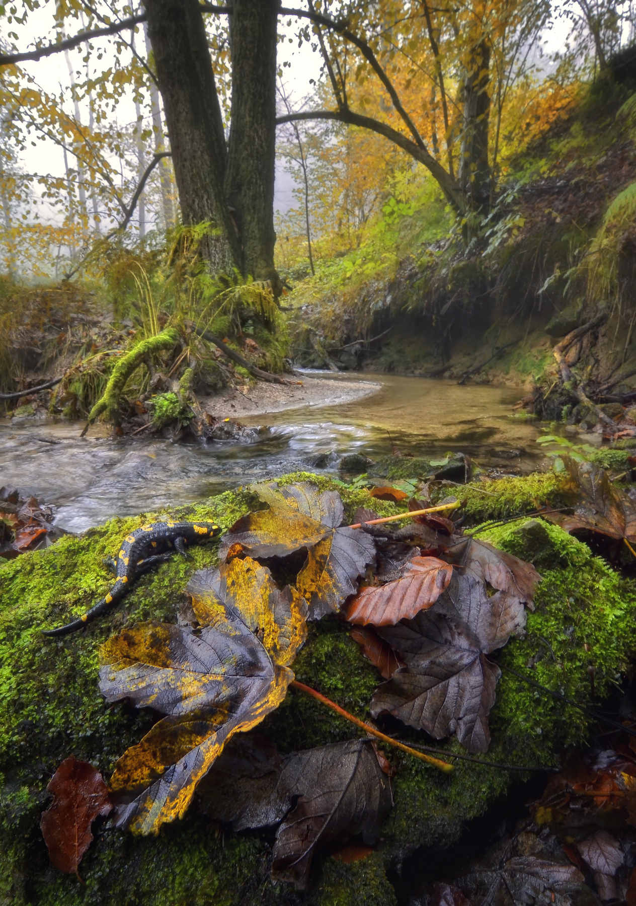 Comfortable on a cushion of autumn!