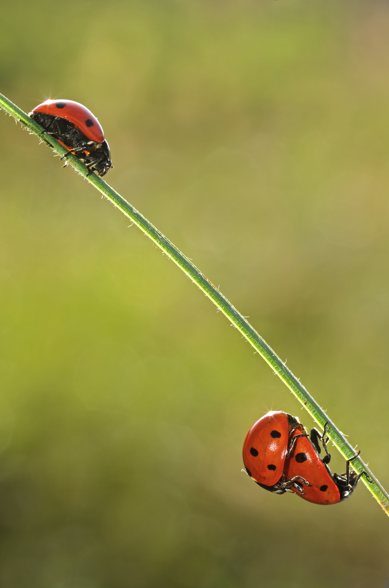 Sfidando la forza di gravità
