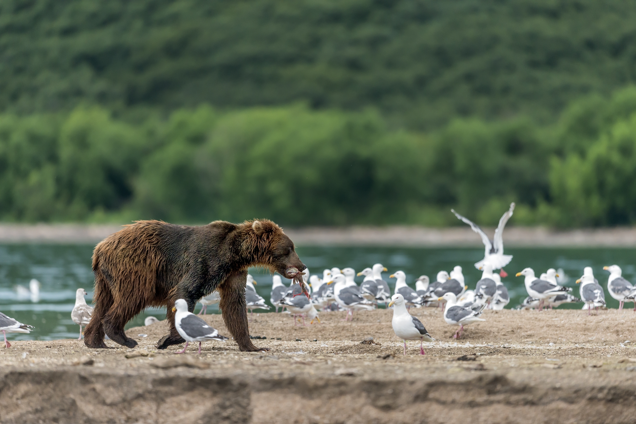 Kamchatka 2016 - L'orso e i gabbiani