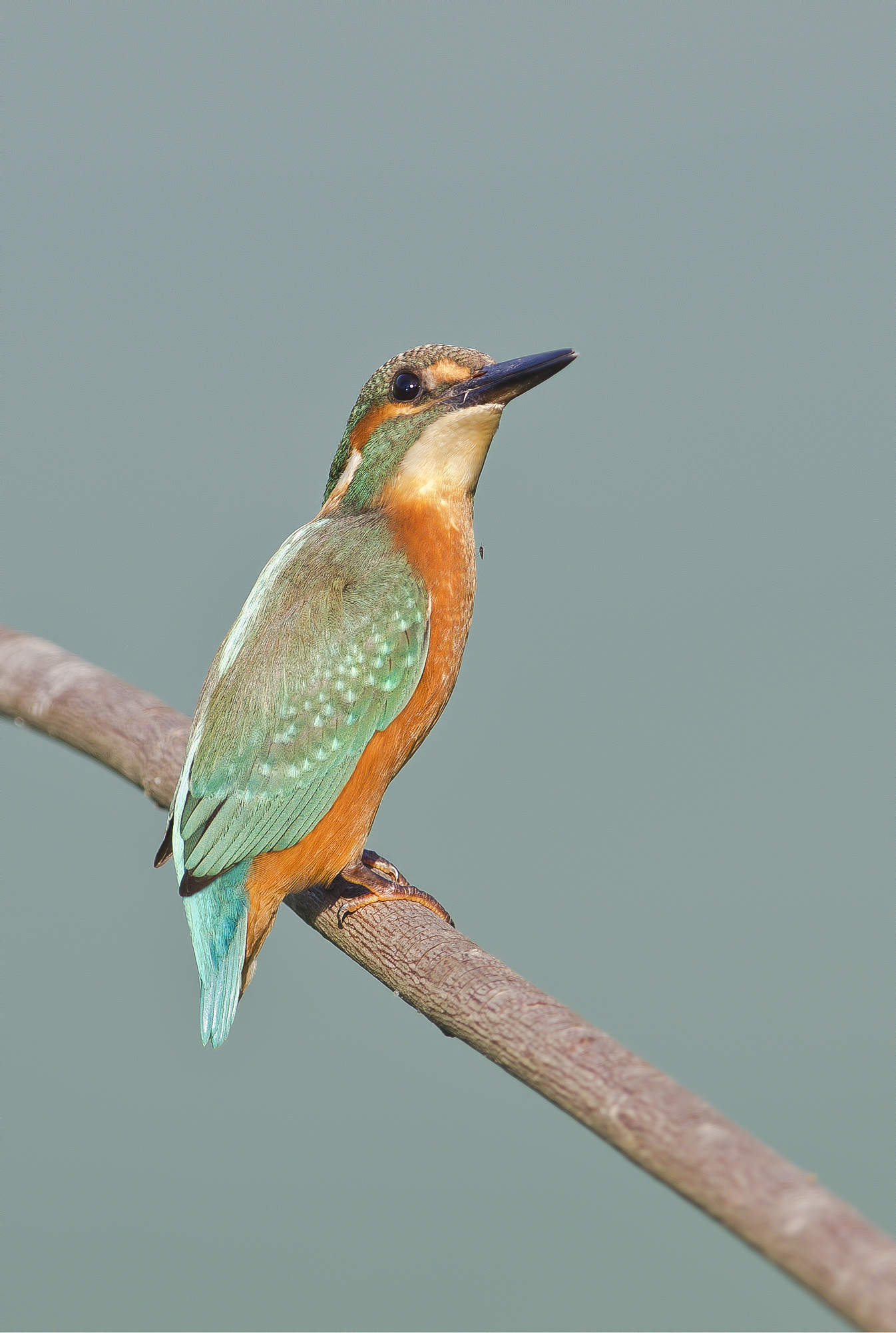 Snack (Martino with beak checked)