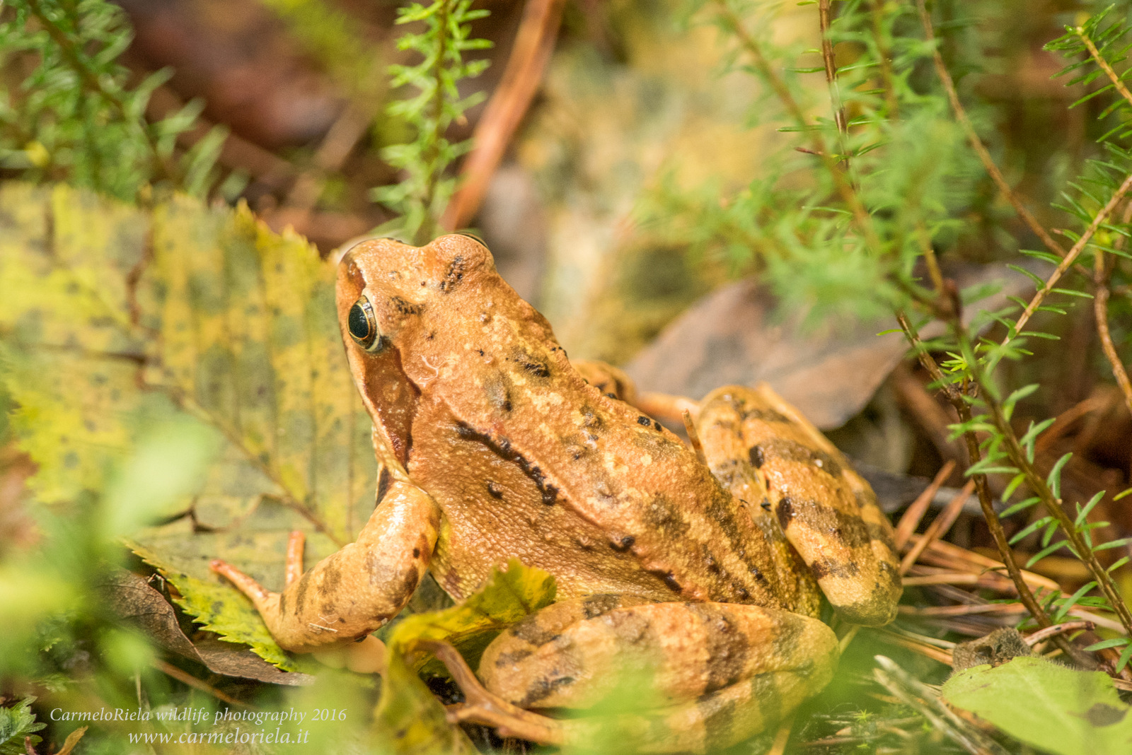 Alpine or mountain frog.