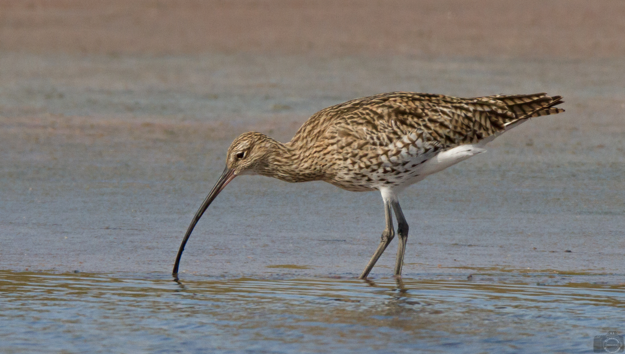 Curlew