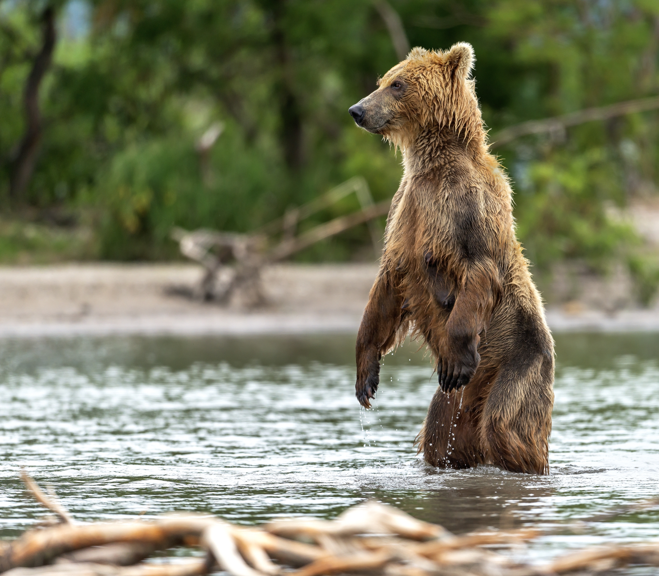 Kamchatka 2016 - Salmoni in vista