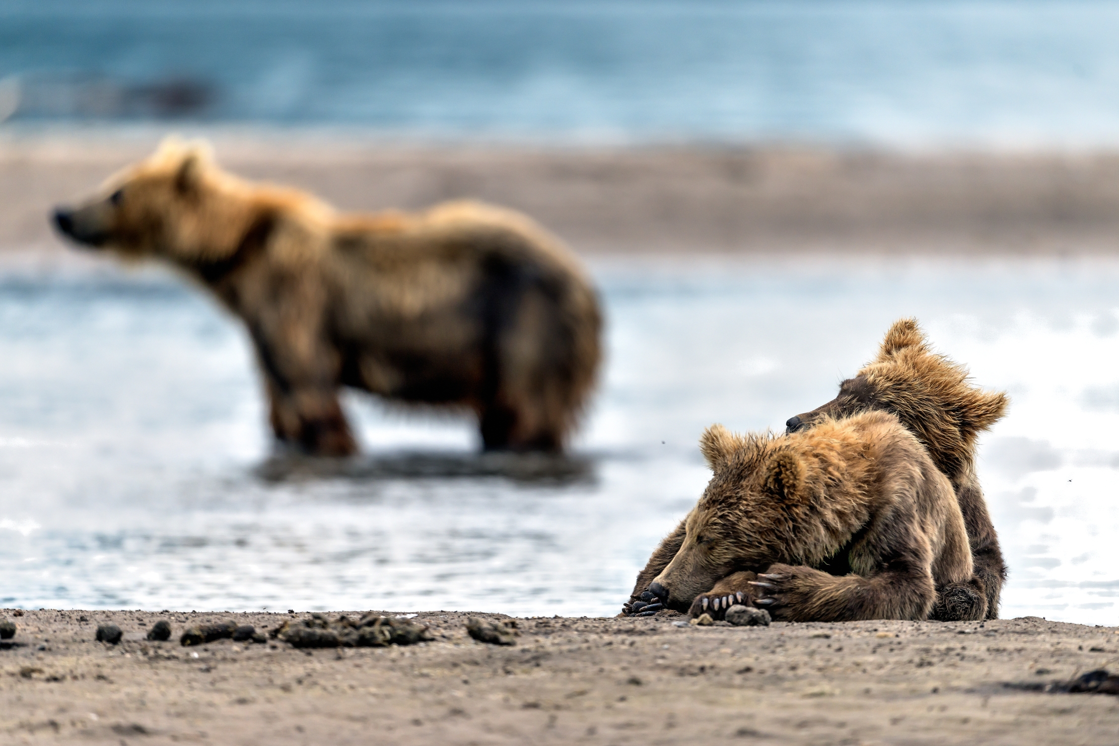Kamchatka 2016 - Mentre la mamma caccia