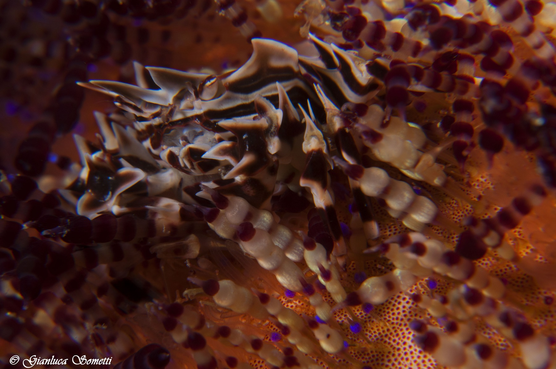 Puero jail - Zebra crab