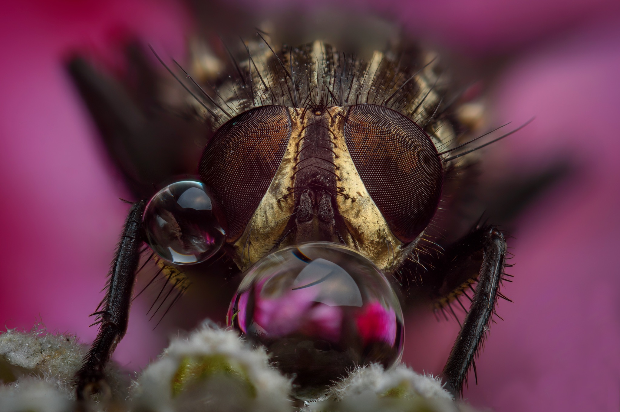 Persa in una goccia d'acqua