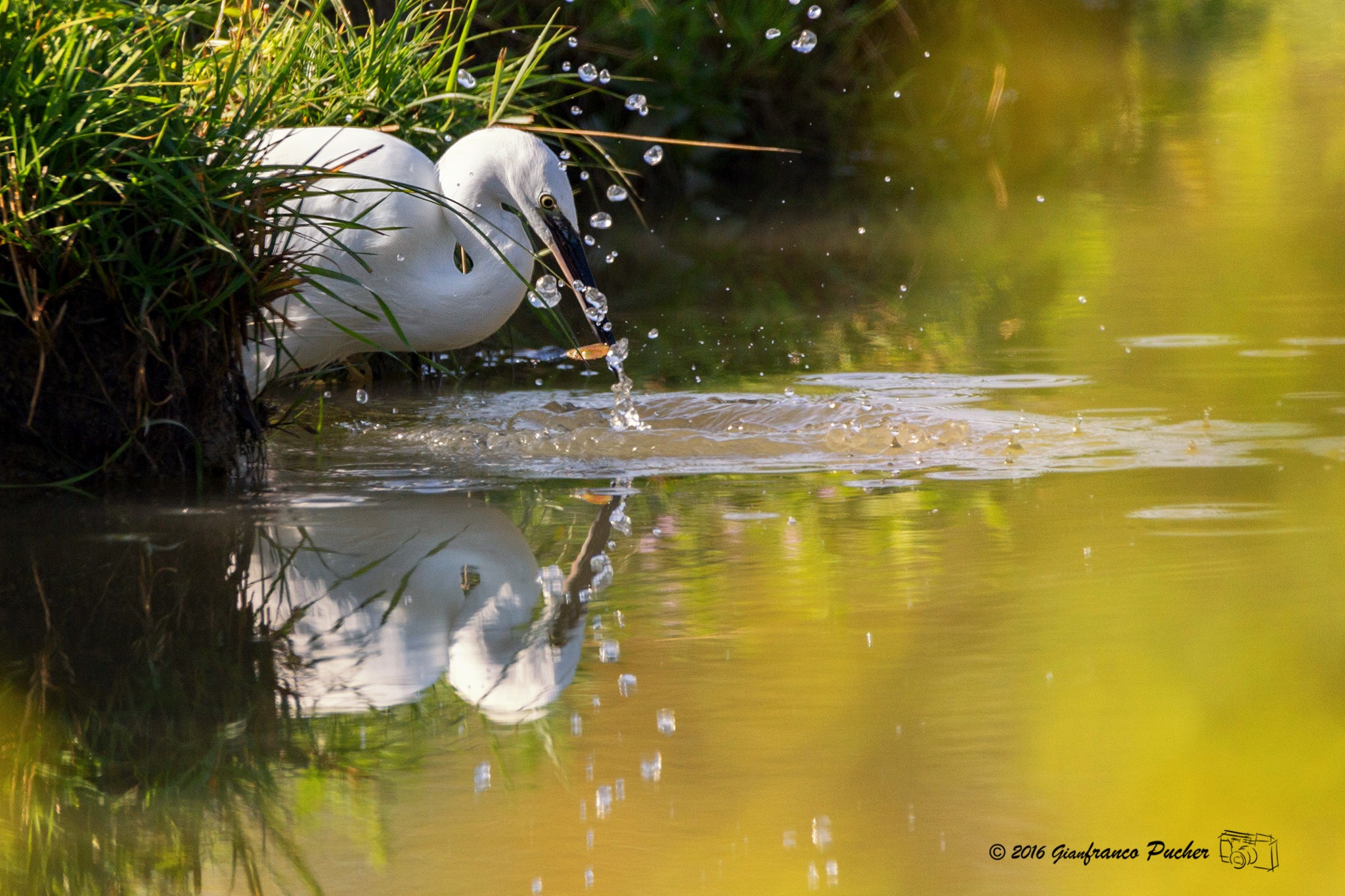 egret