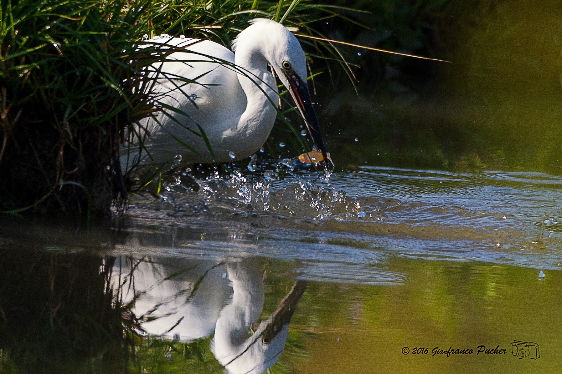 egret