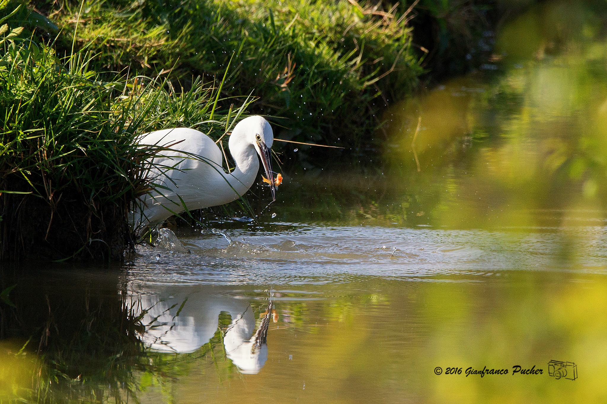 egret