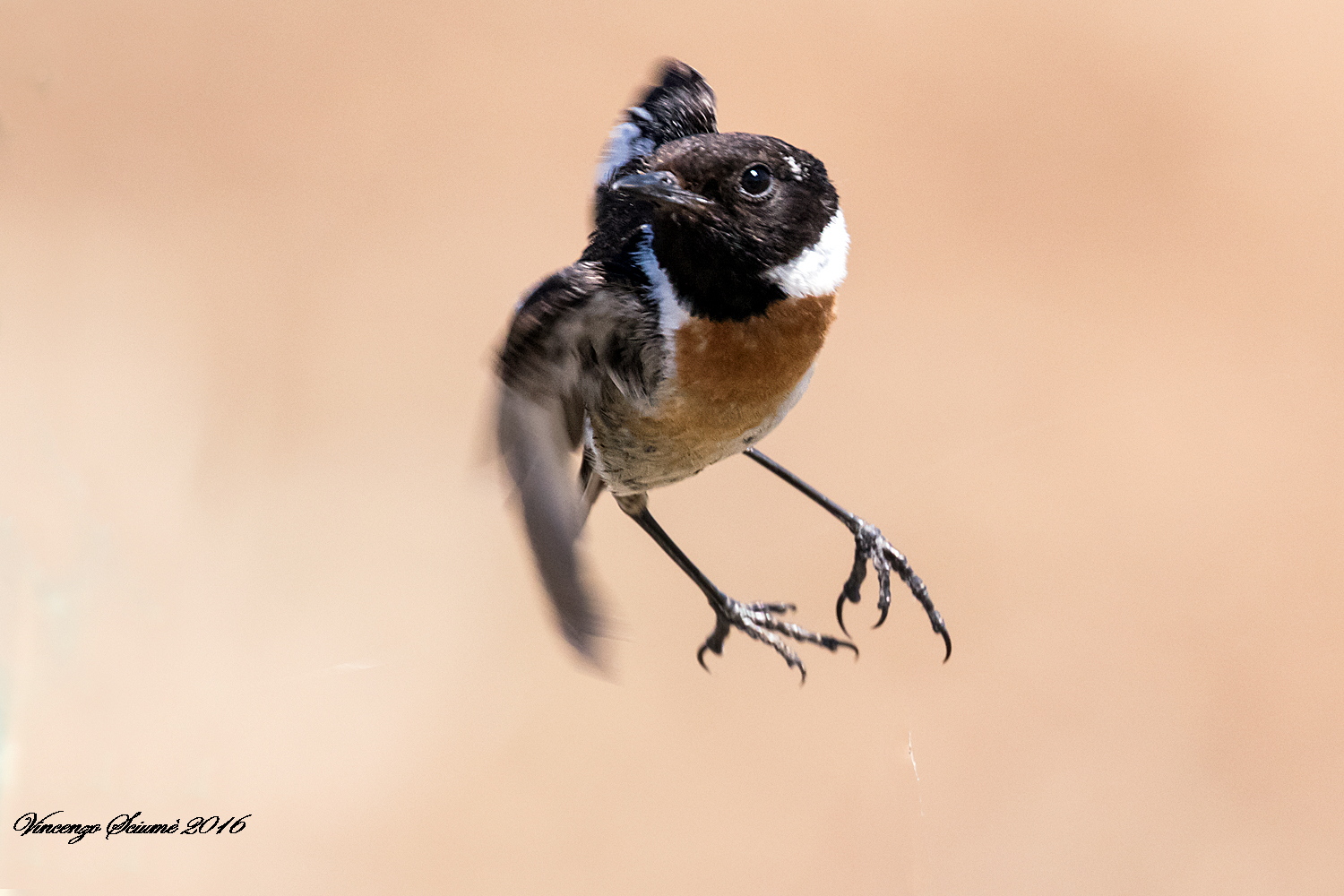 Stonechat cornering.