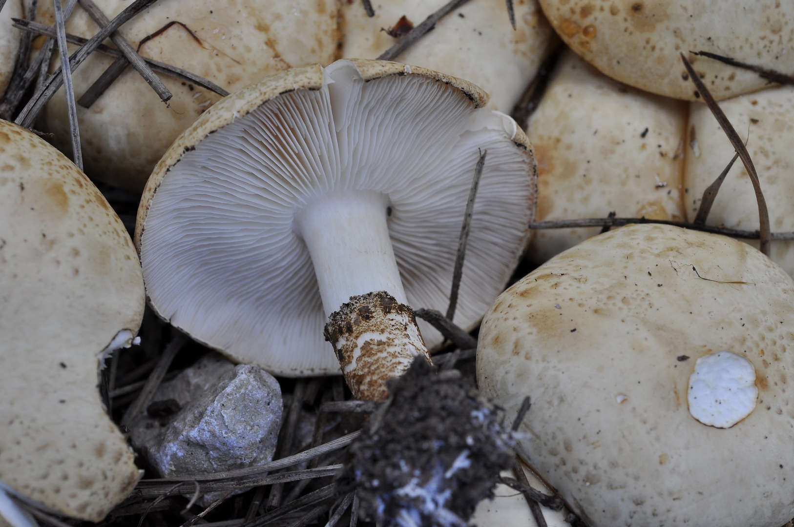 Particolare del gambo