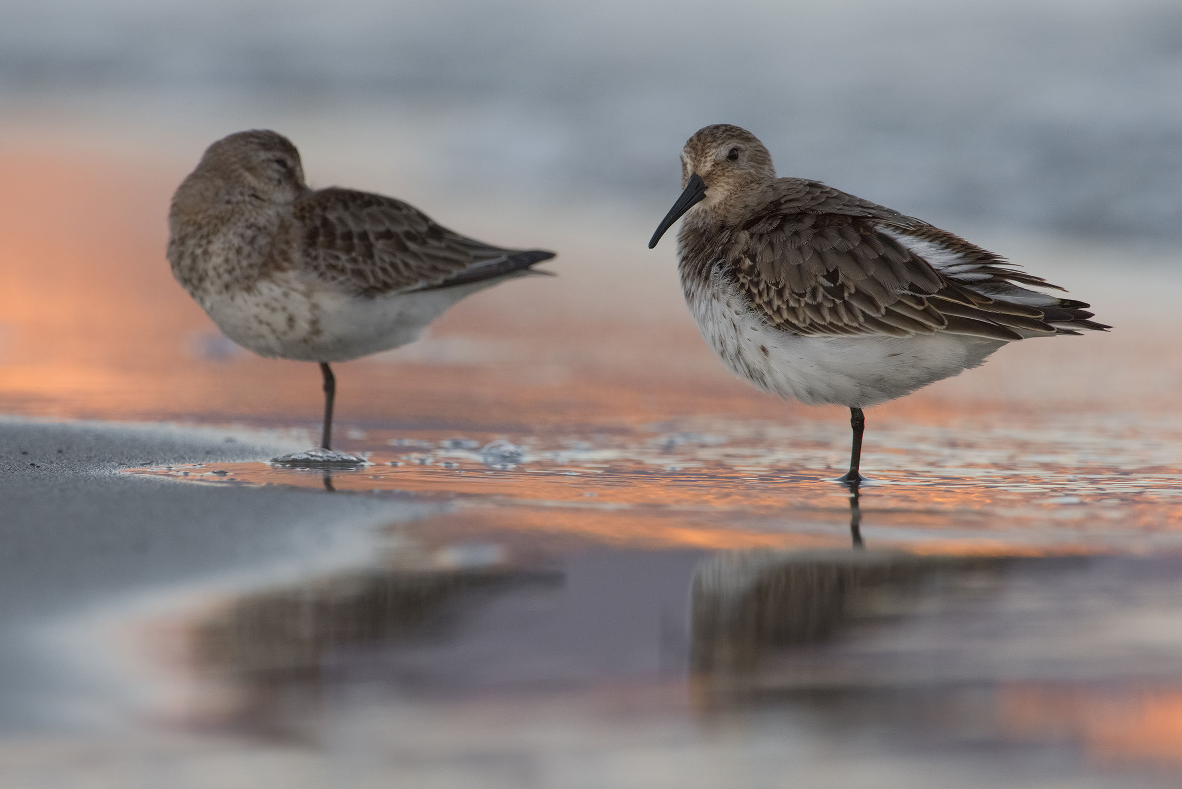 piovanelli pancianera