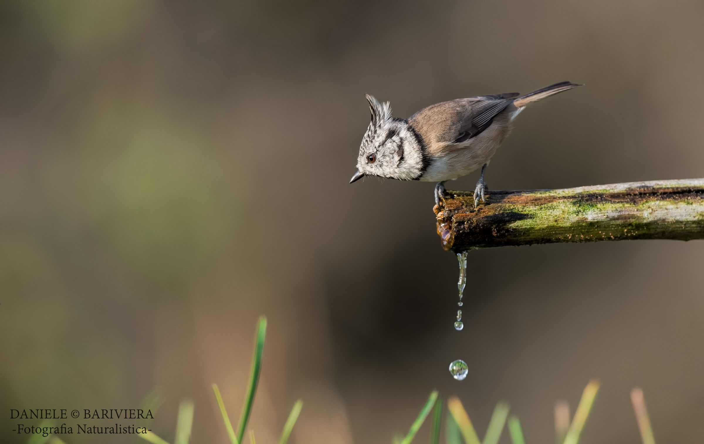 The fountain of youth