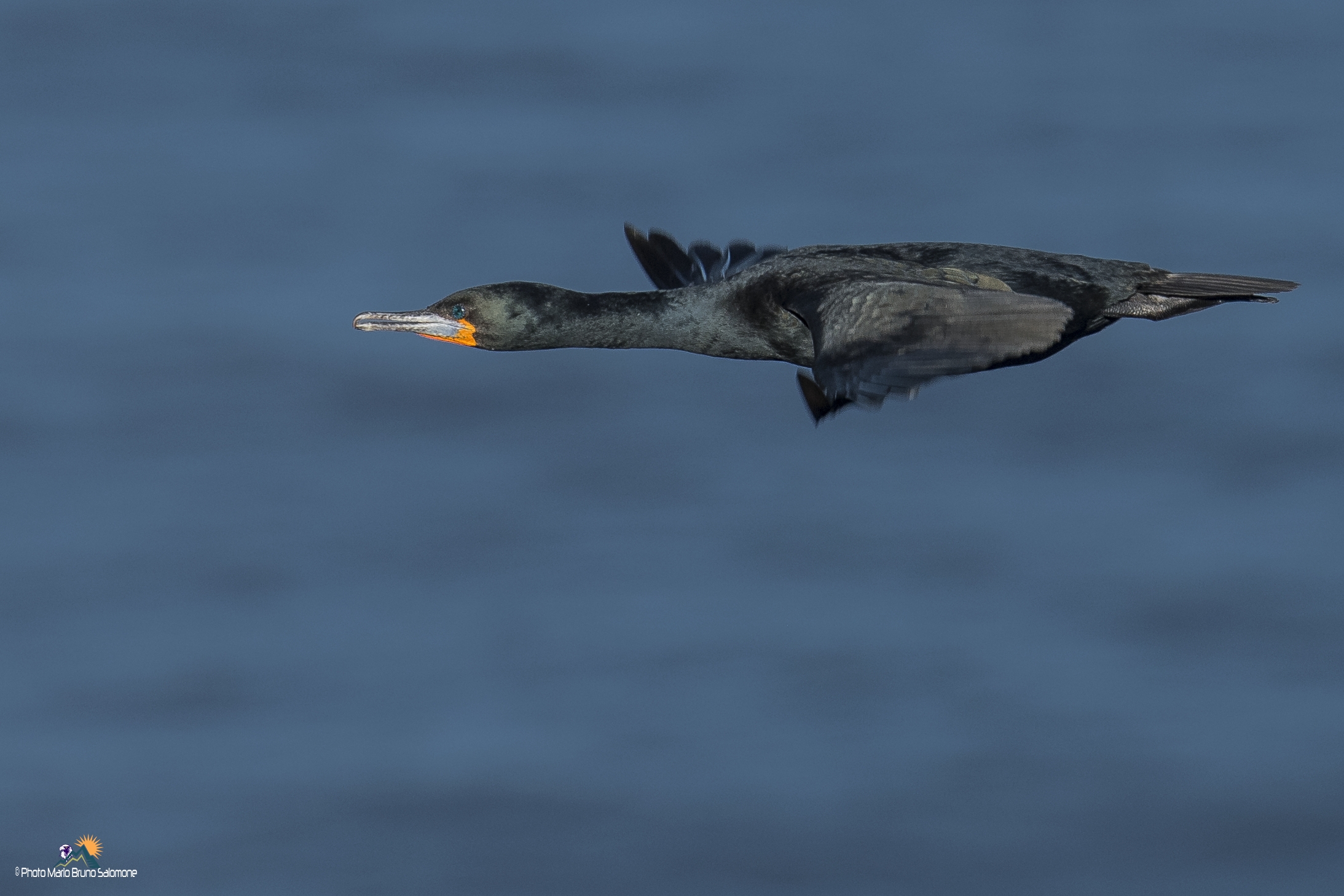 Cormorant