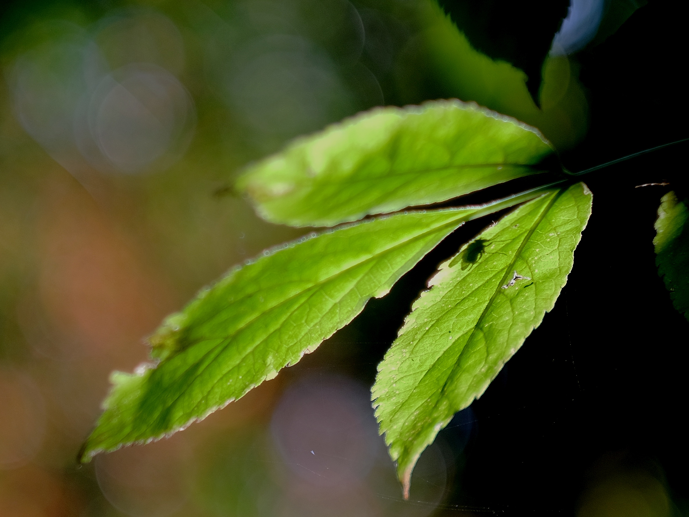 The shadow of Moscow
