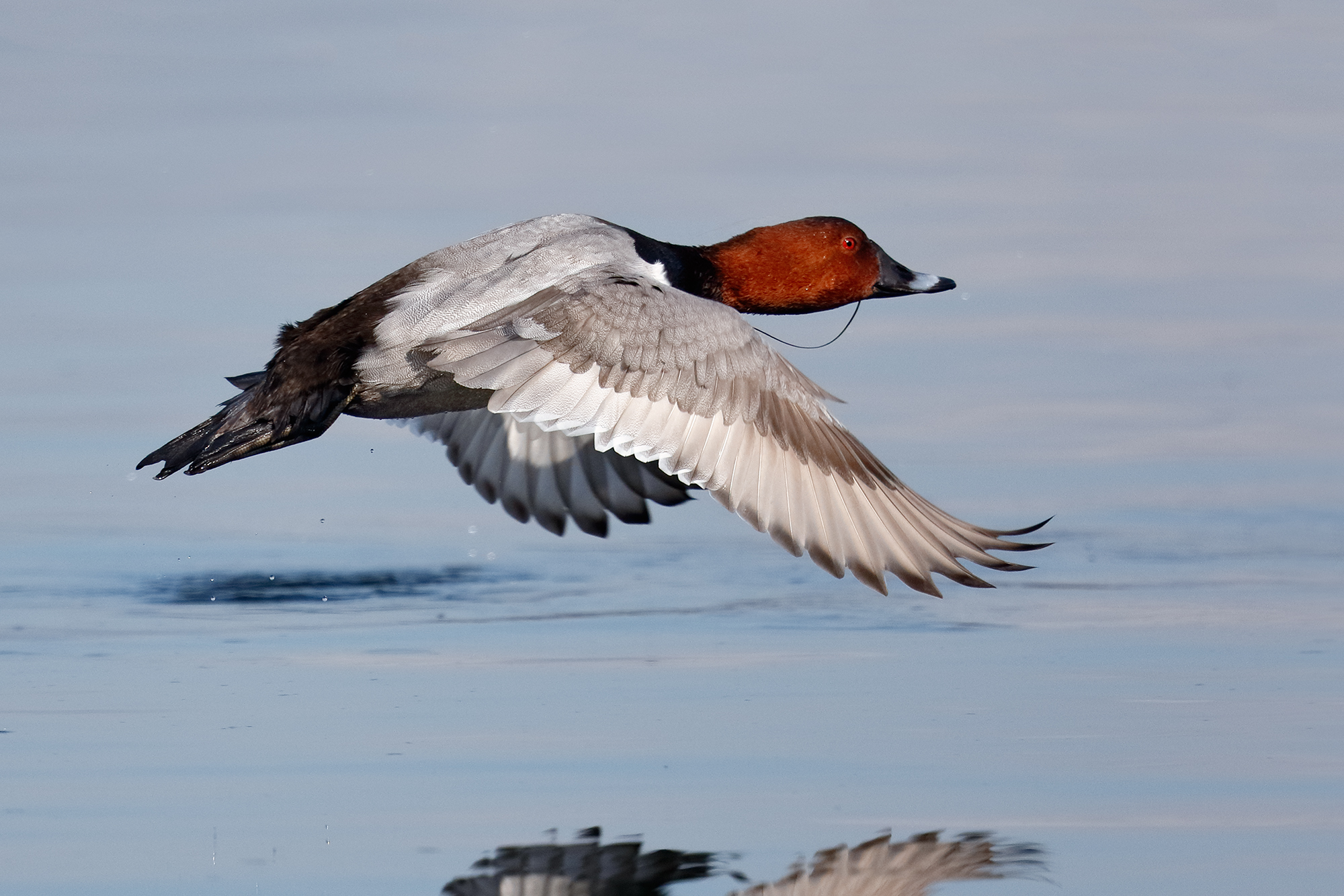 The departure of Pochard