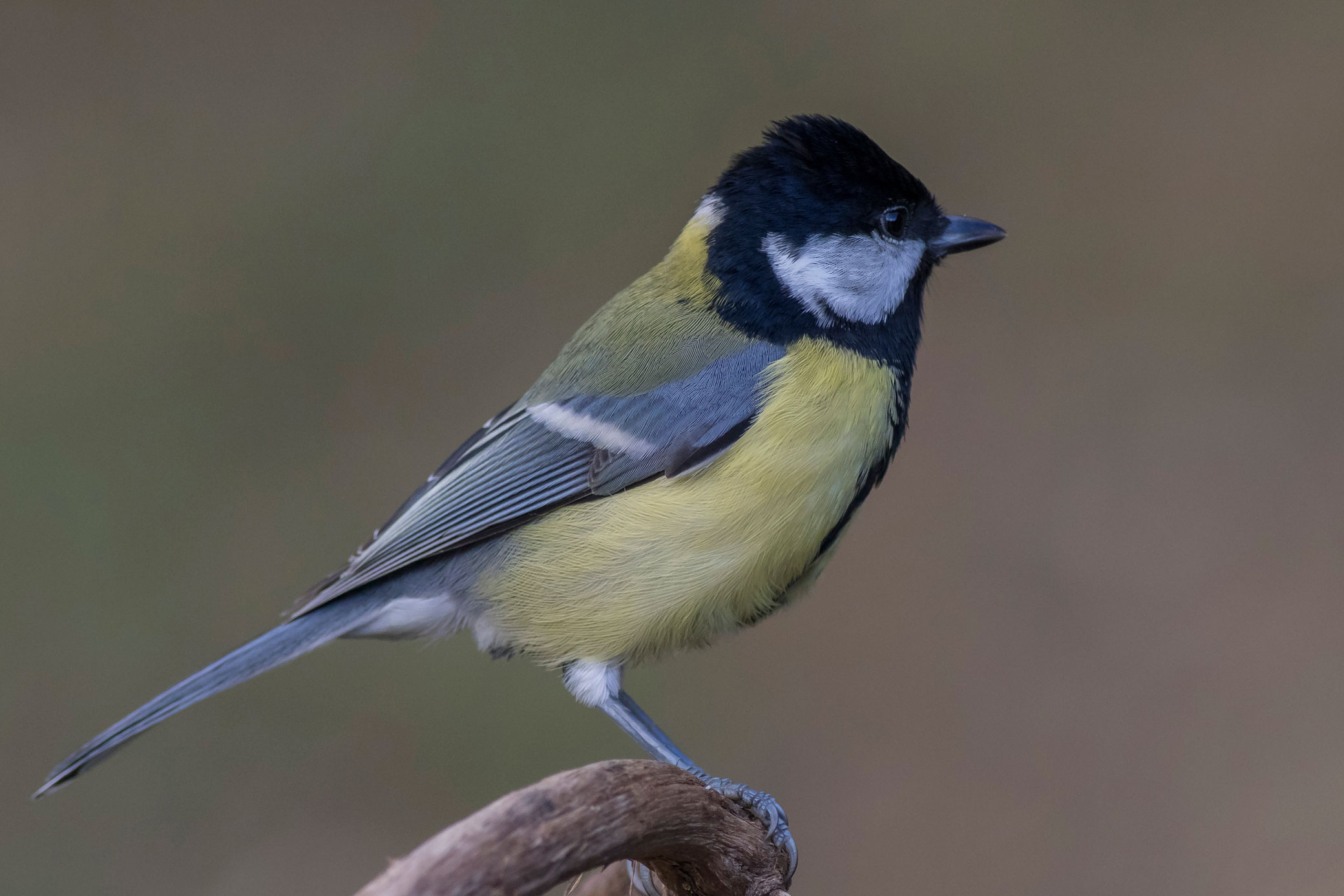 Great Tit