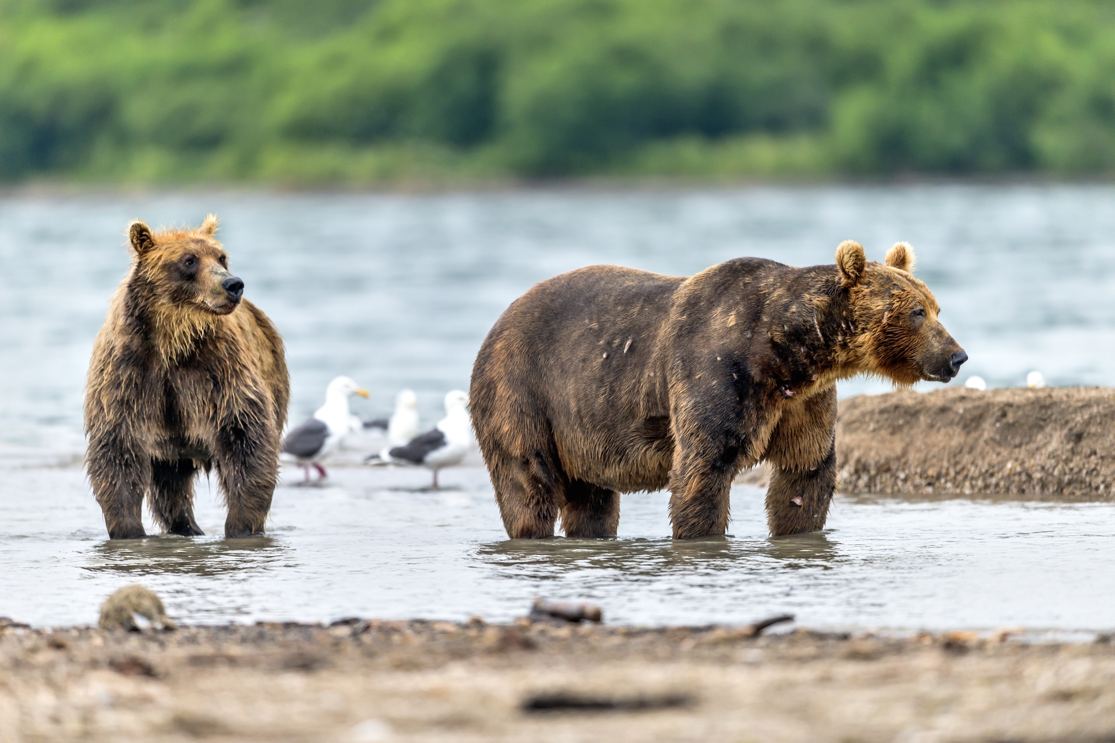 Kamchatka 2016 - Bestioni