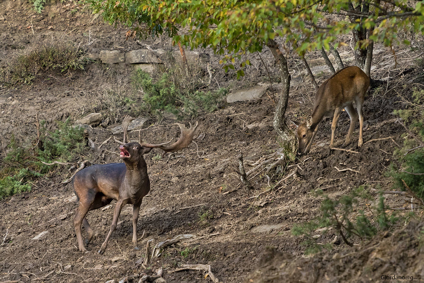 Melanico ... in belling