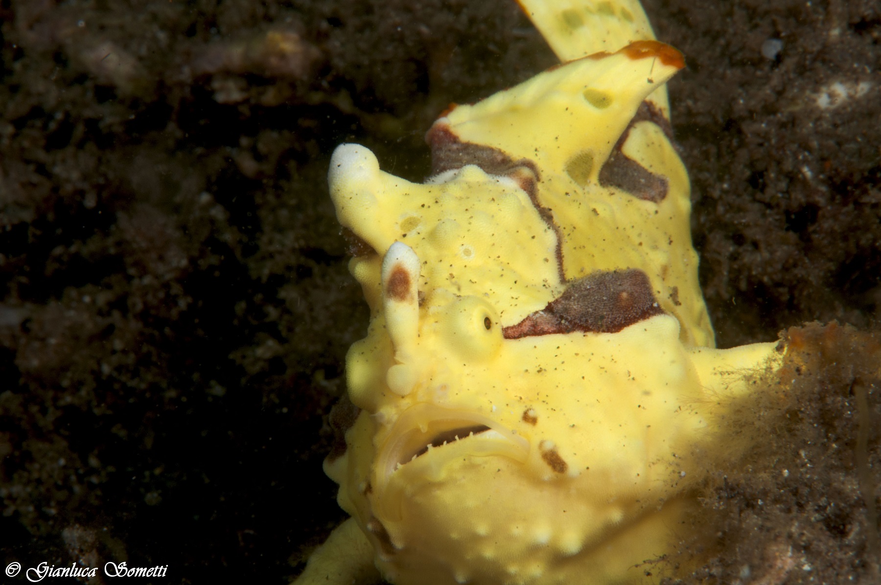 Yellow frog fish Puerto jail