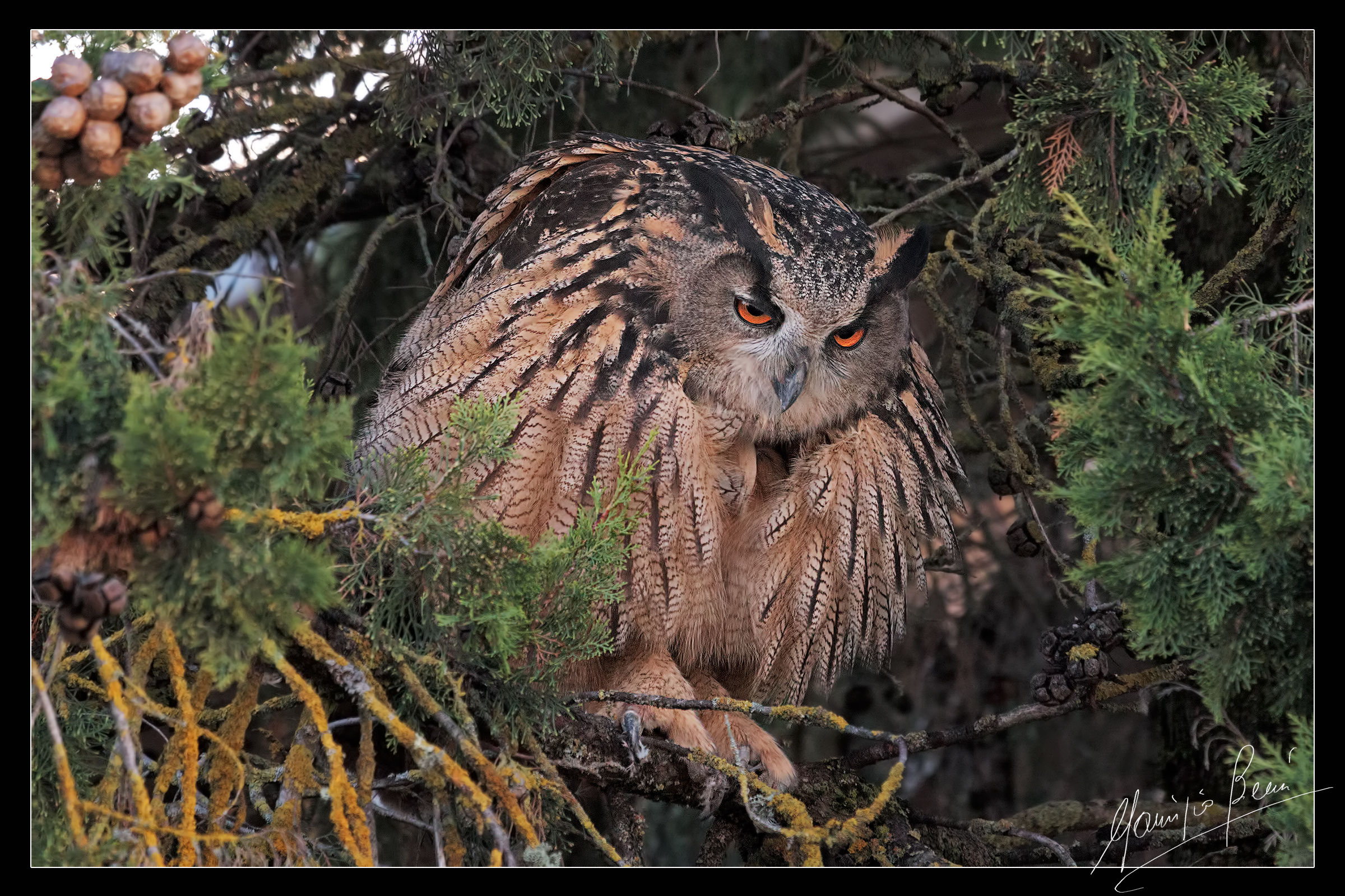 La scrollatina, Gufo reale (Bubo bubo)