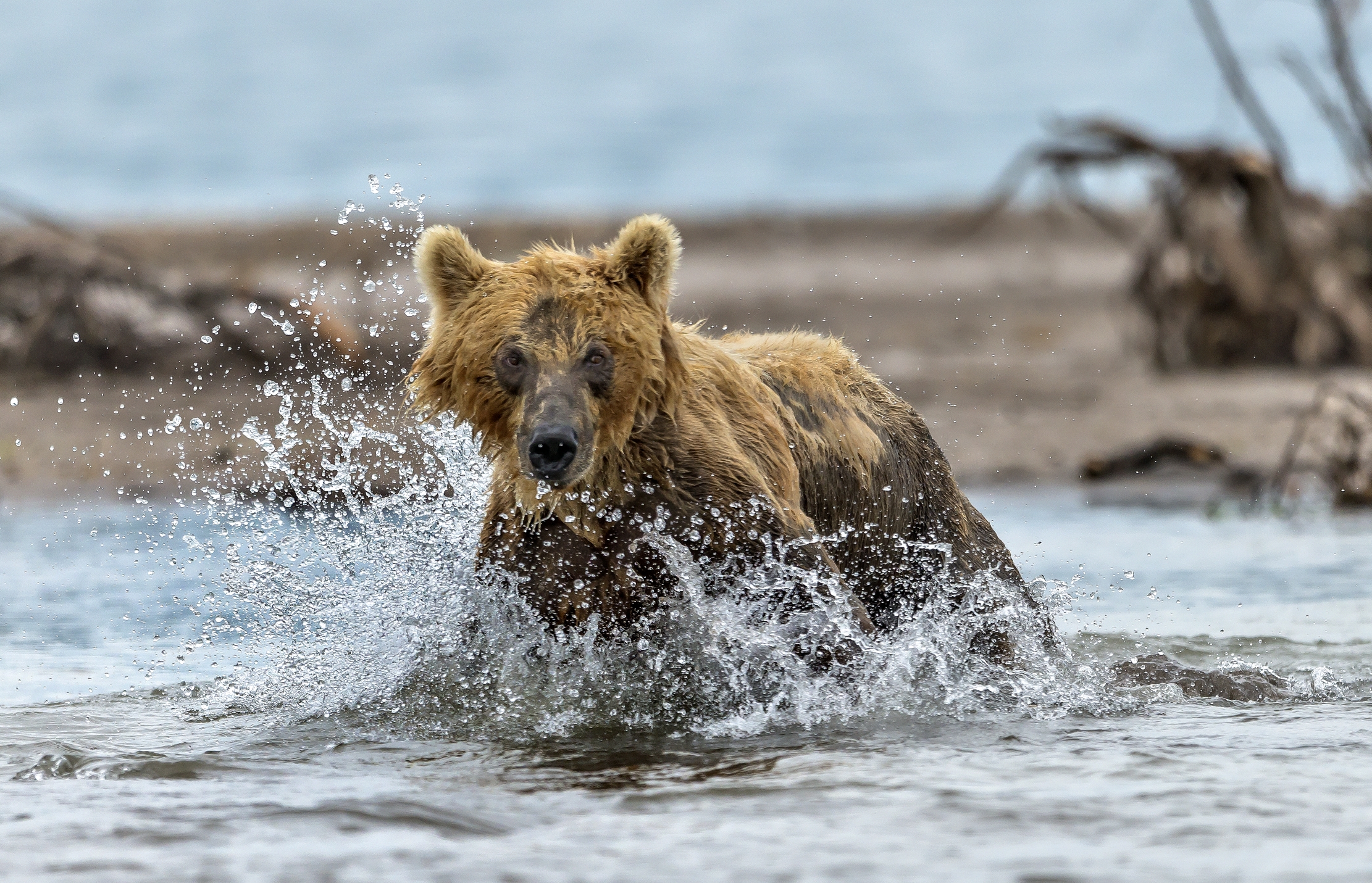 Kamchatka 2016 - Splash!!