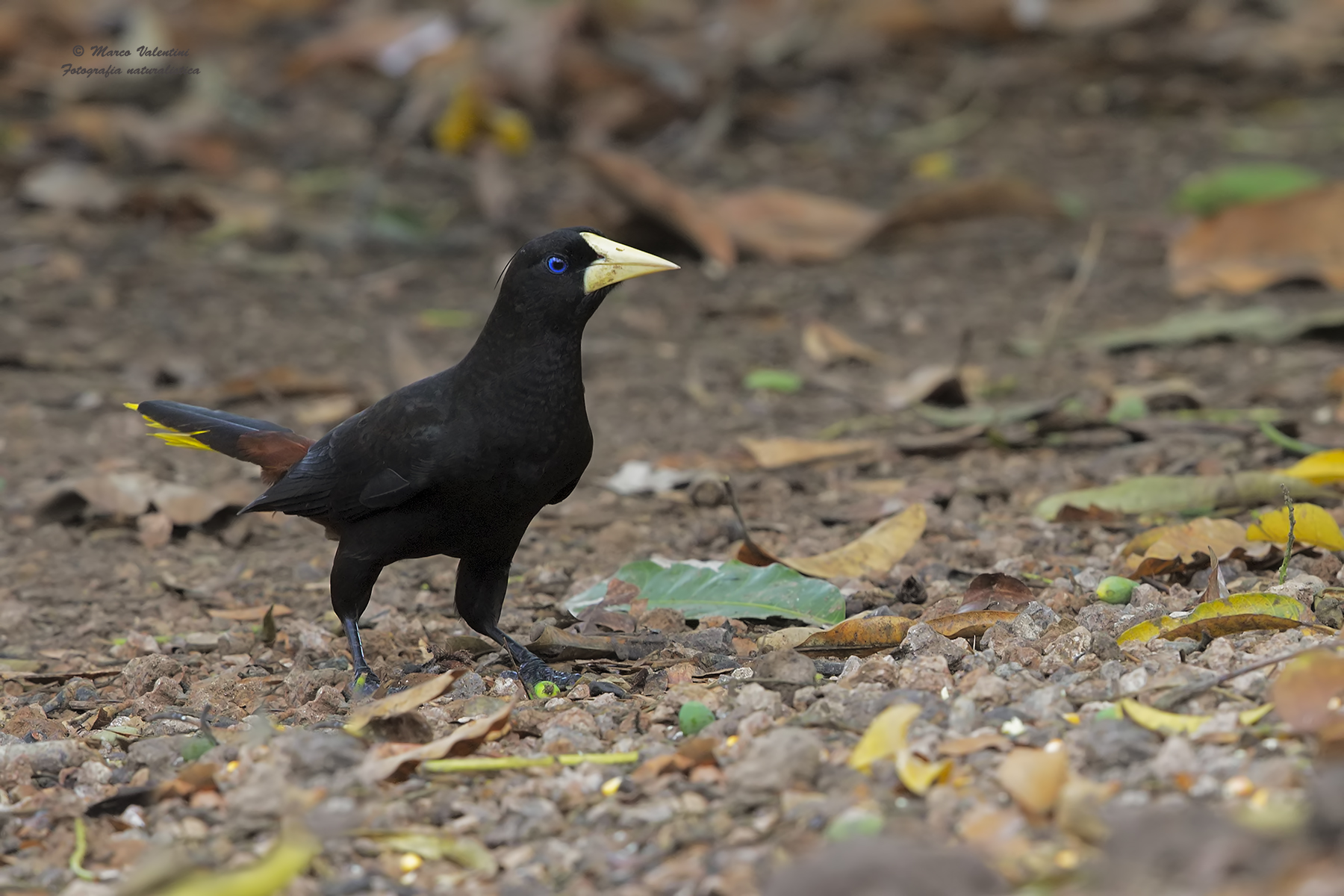 crested Oropendola