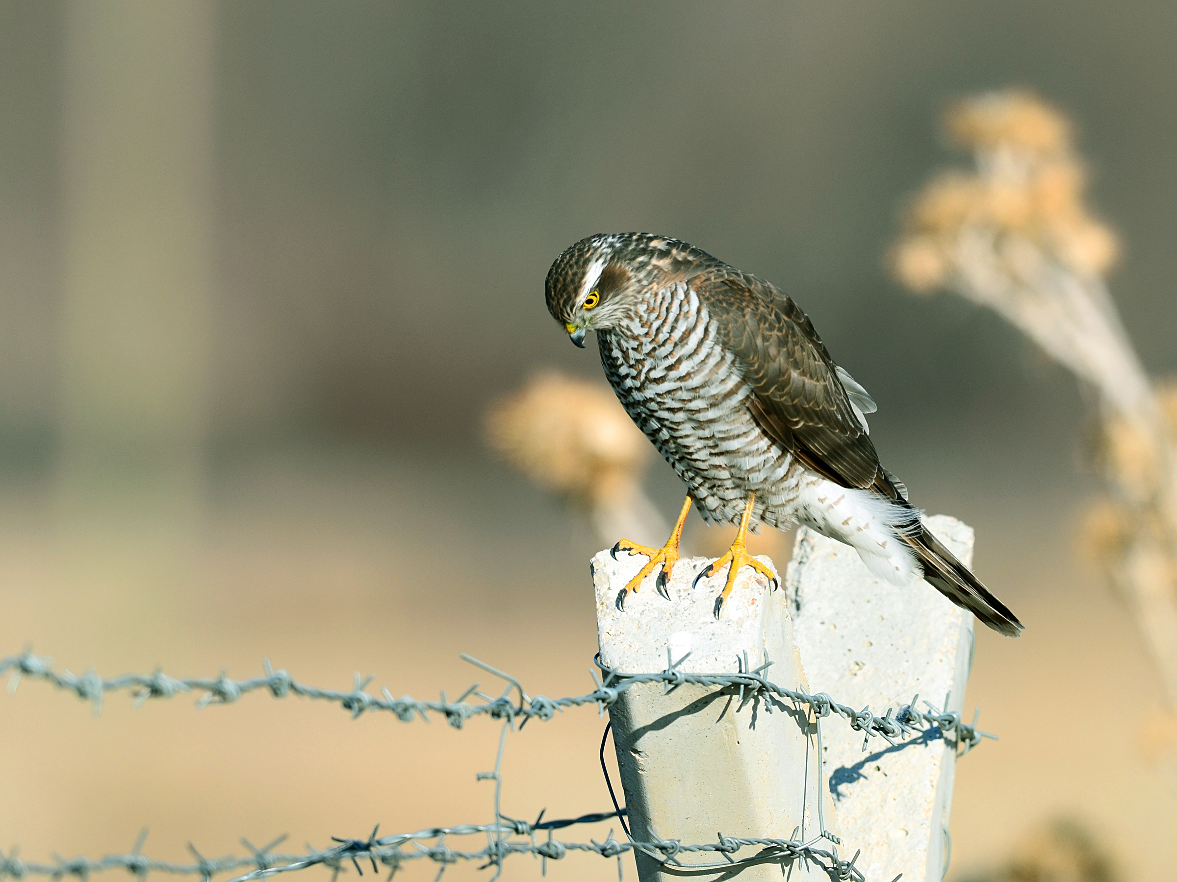 Sparviere Accipiter nisus / Atmaca