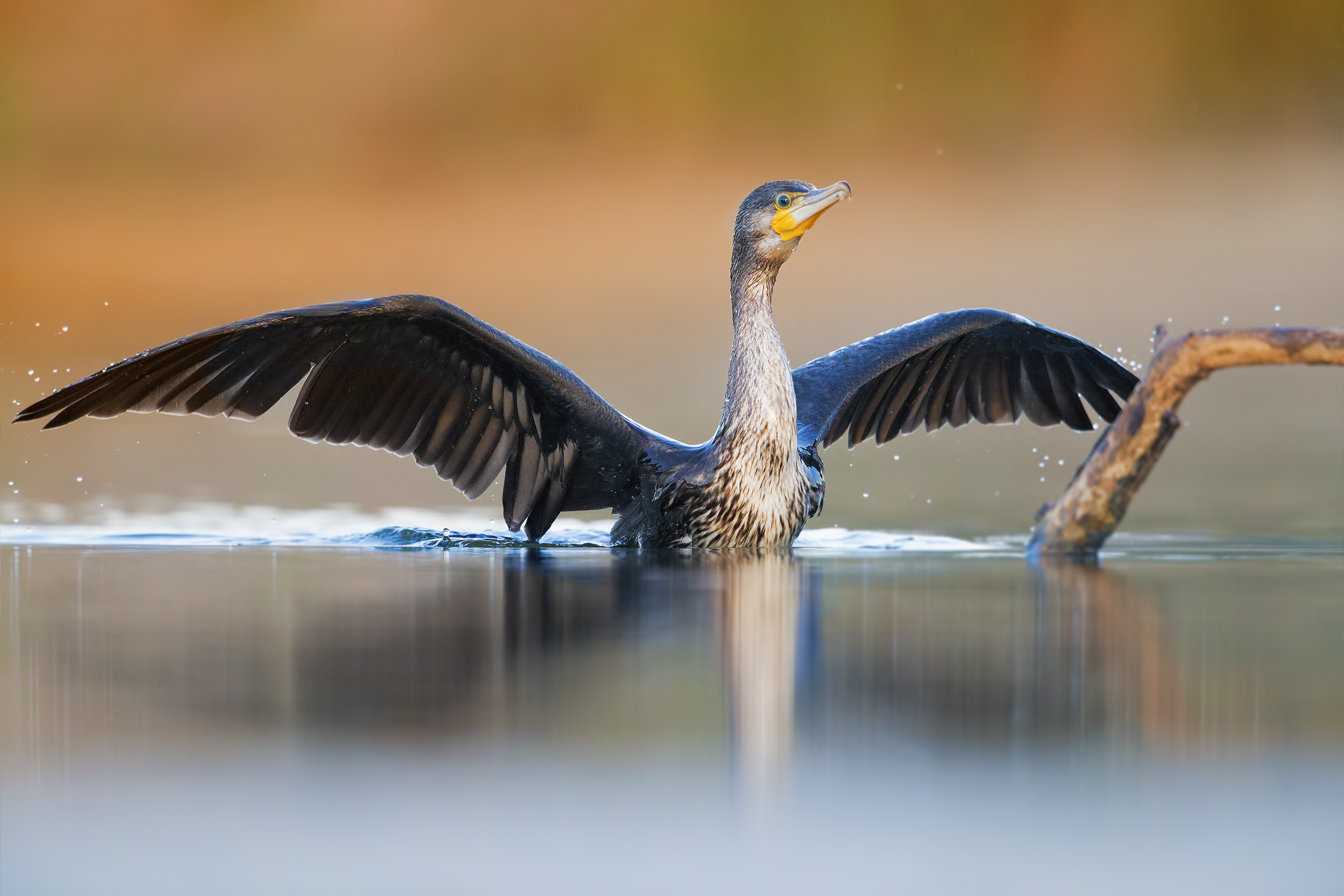 Cormorano