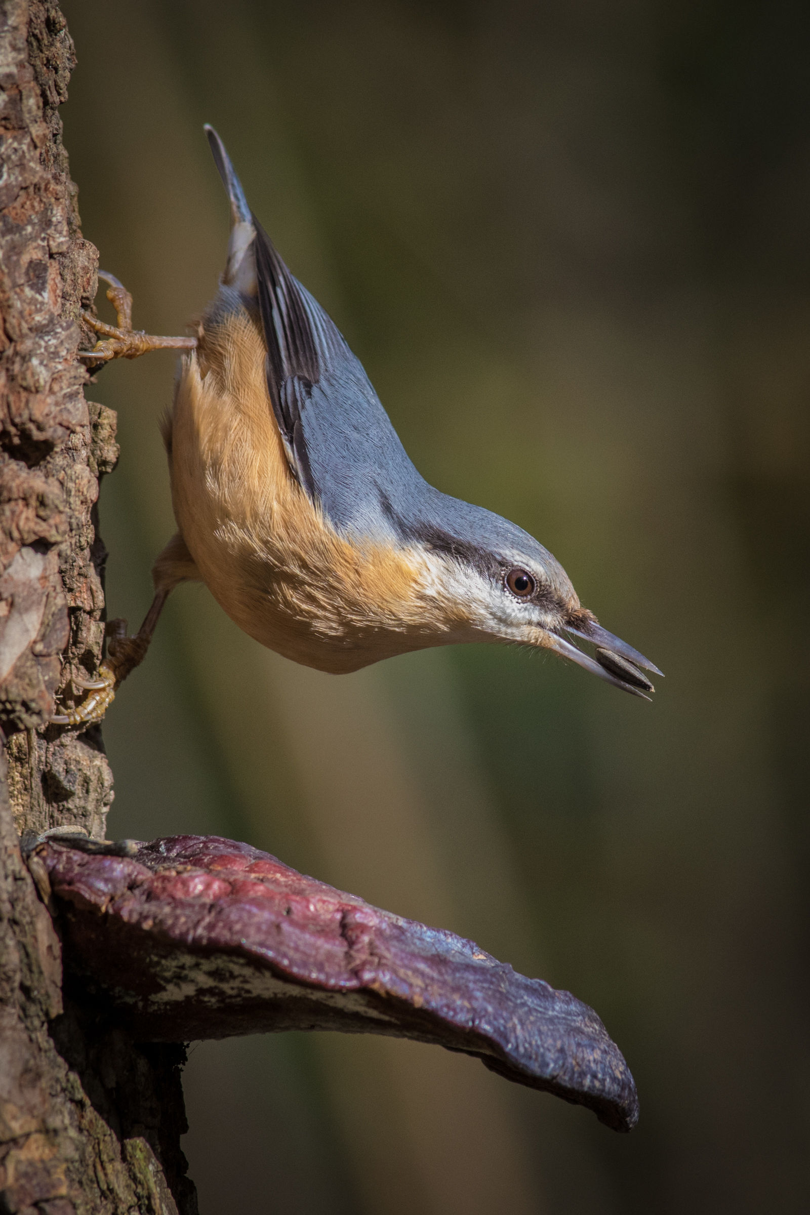 The woodpecker and the fungus