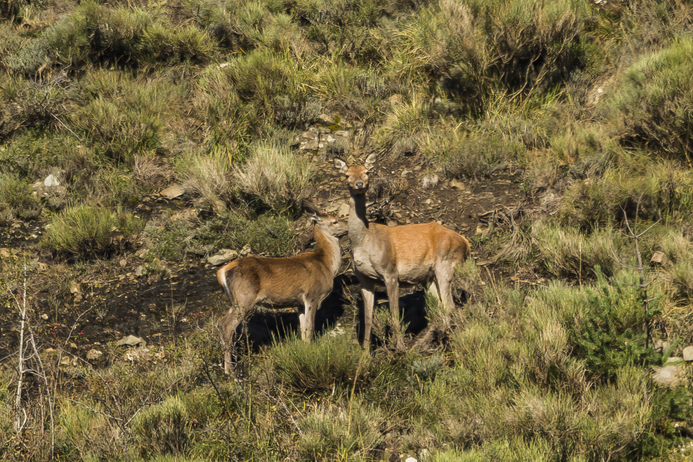Female with offspring