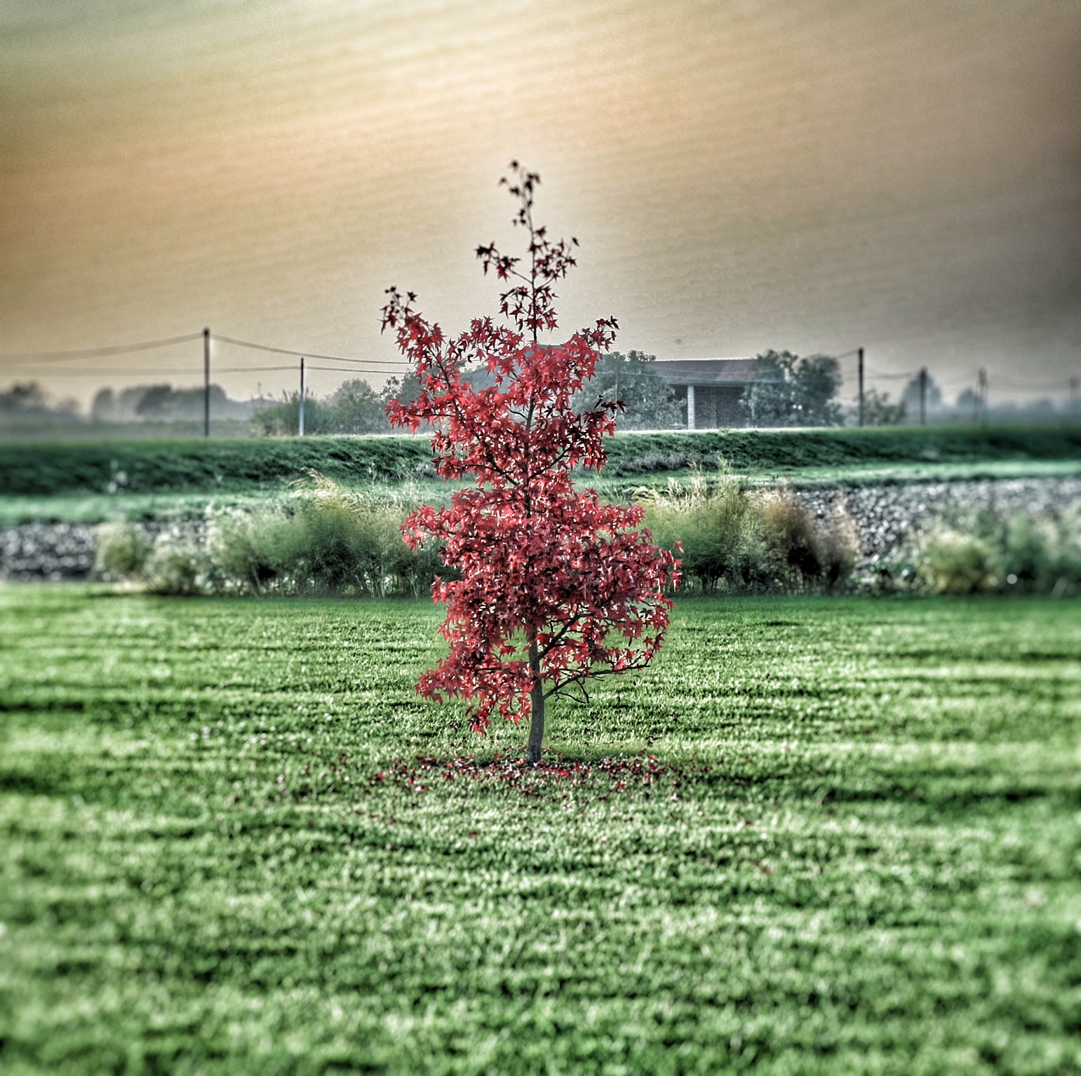 ..l 'last Compagno di Romagna ..