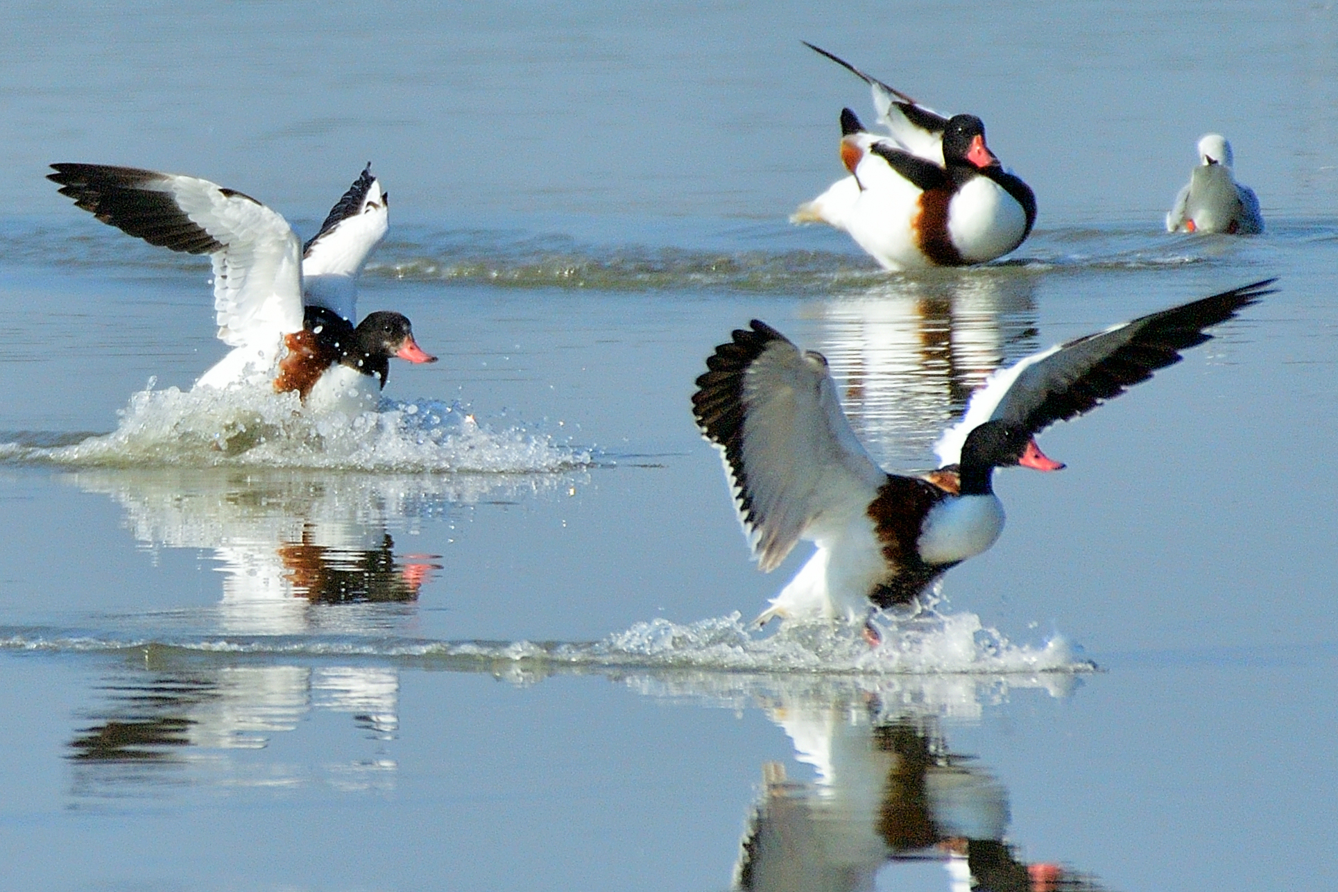 volpoche in ammaraggio