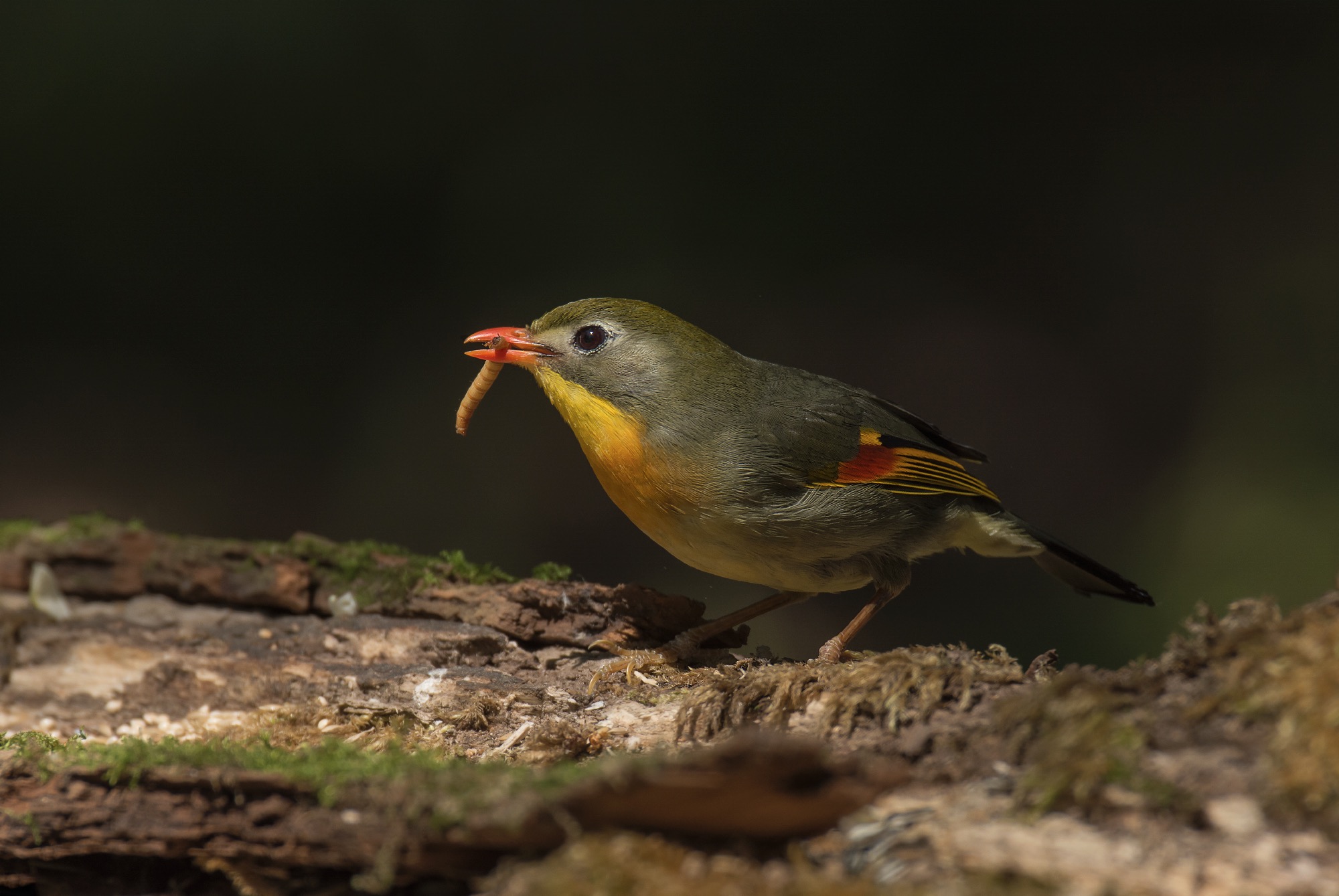 Nightingale of the jeep