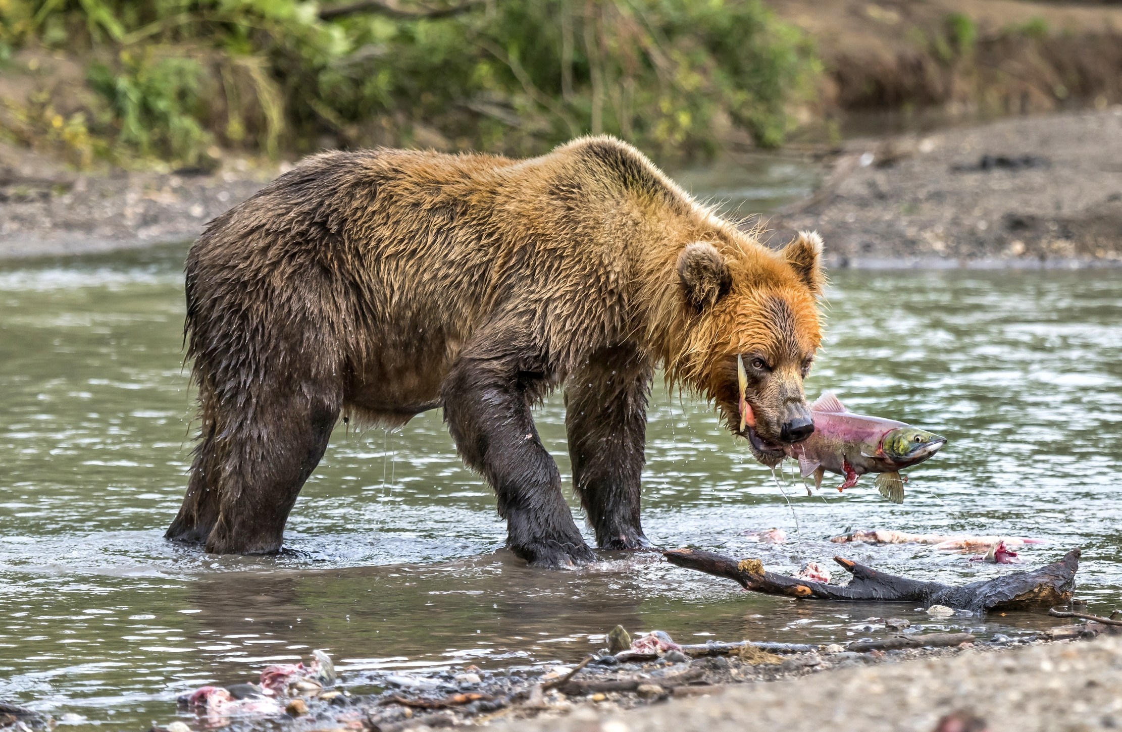 Kamchatka 2016 - Pesce in bocca