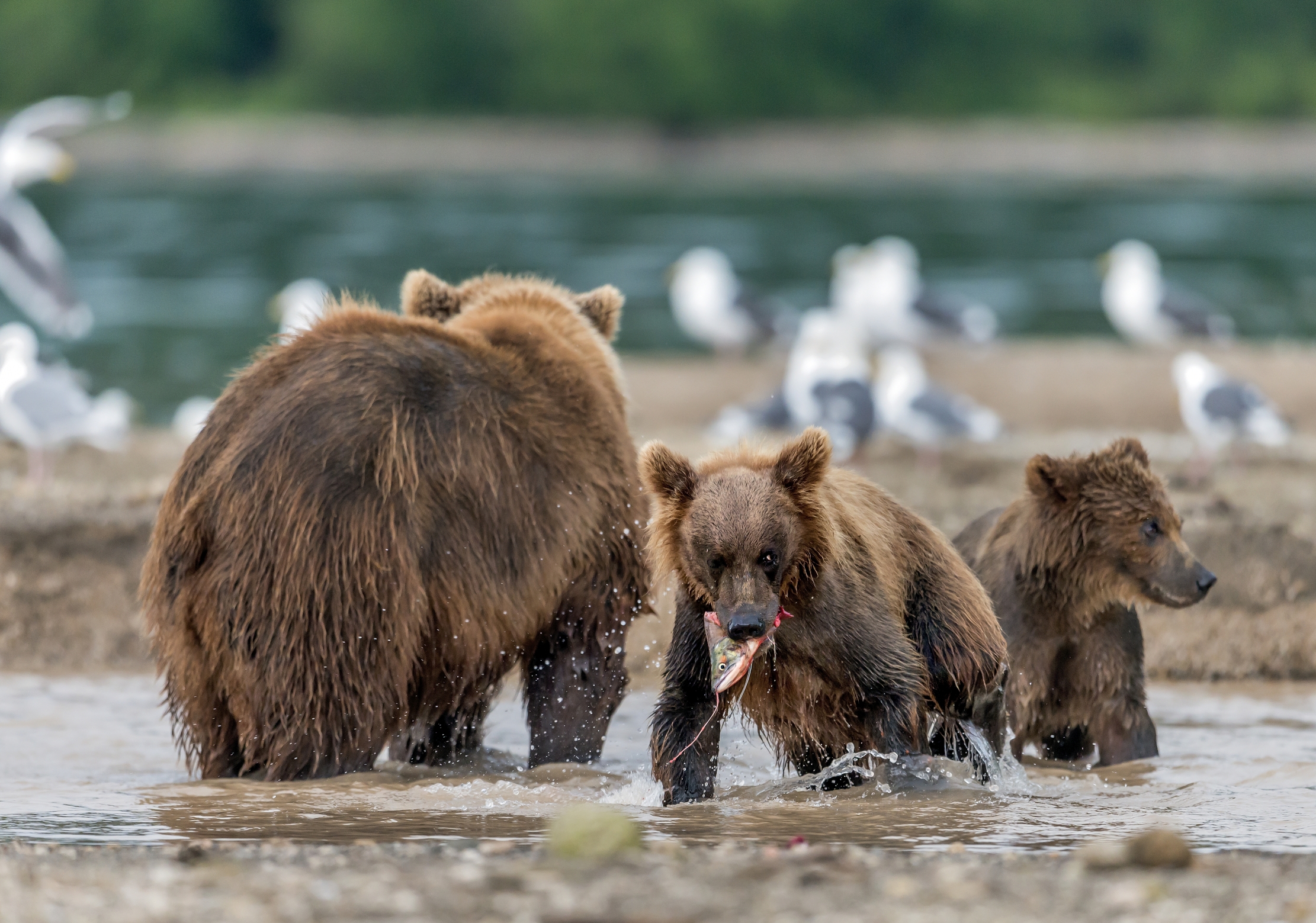 Kamchatka 2016 - Un pezzetto anche a me